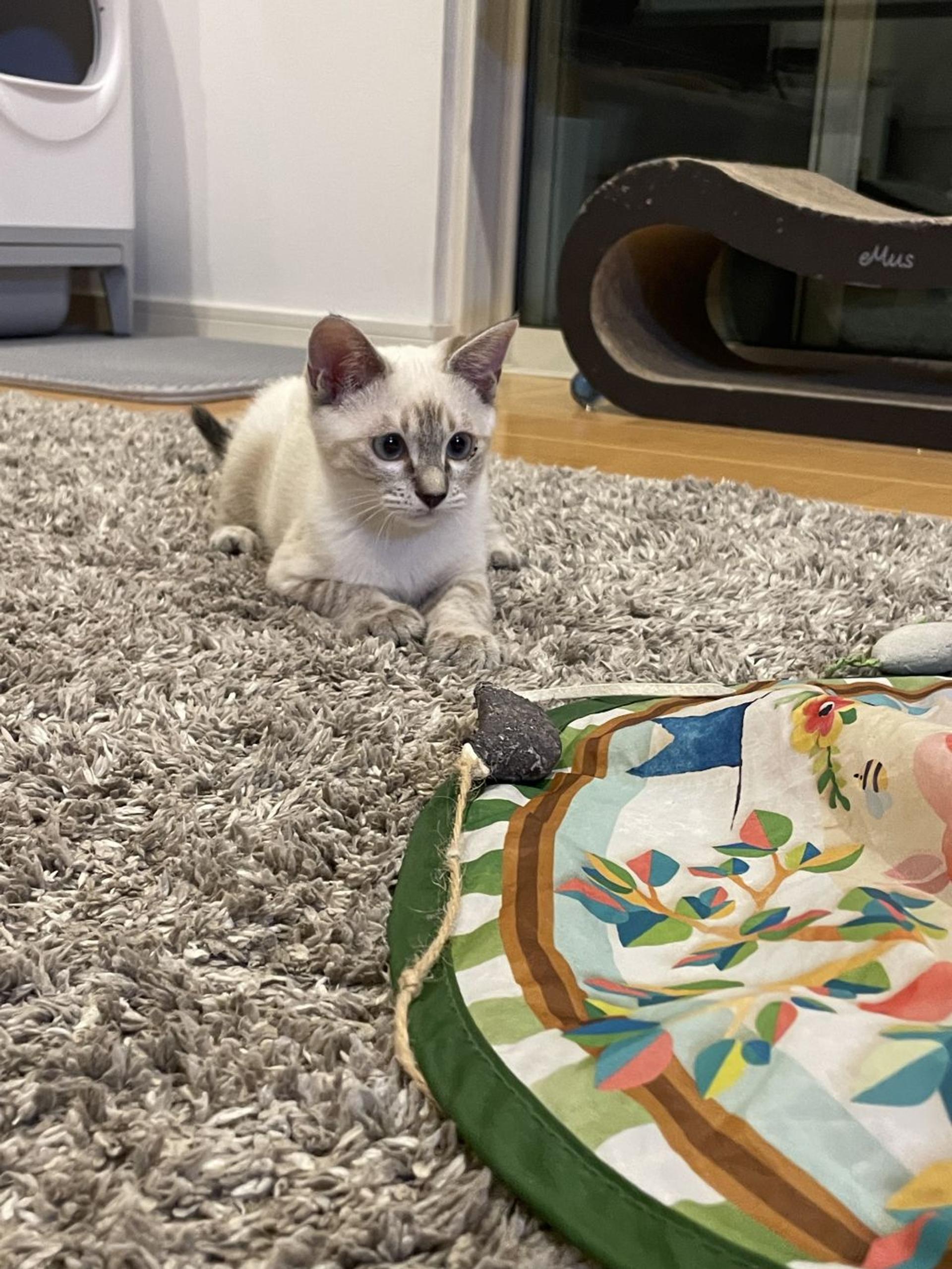 pet-image-9
