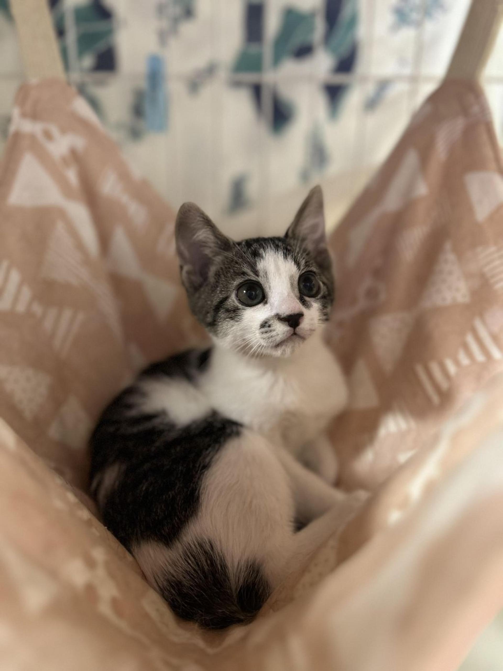 pet-image-6