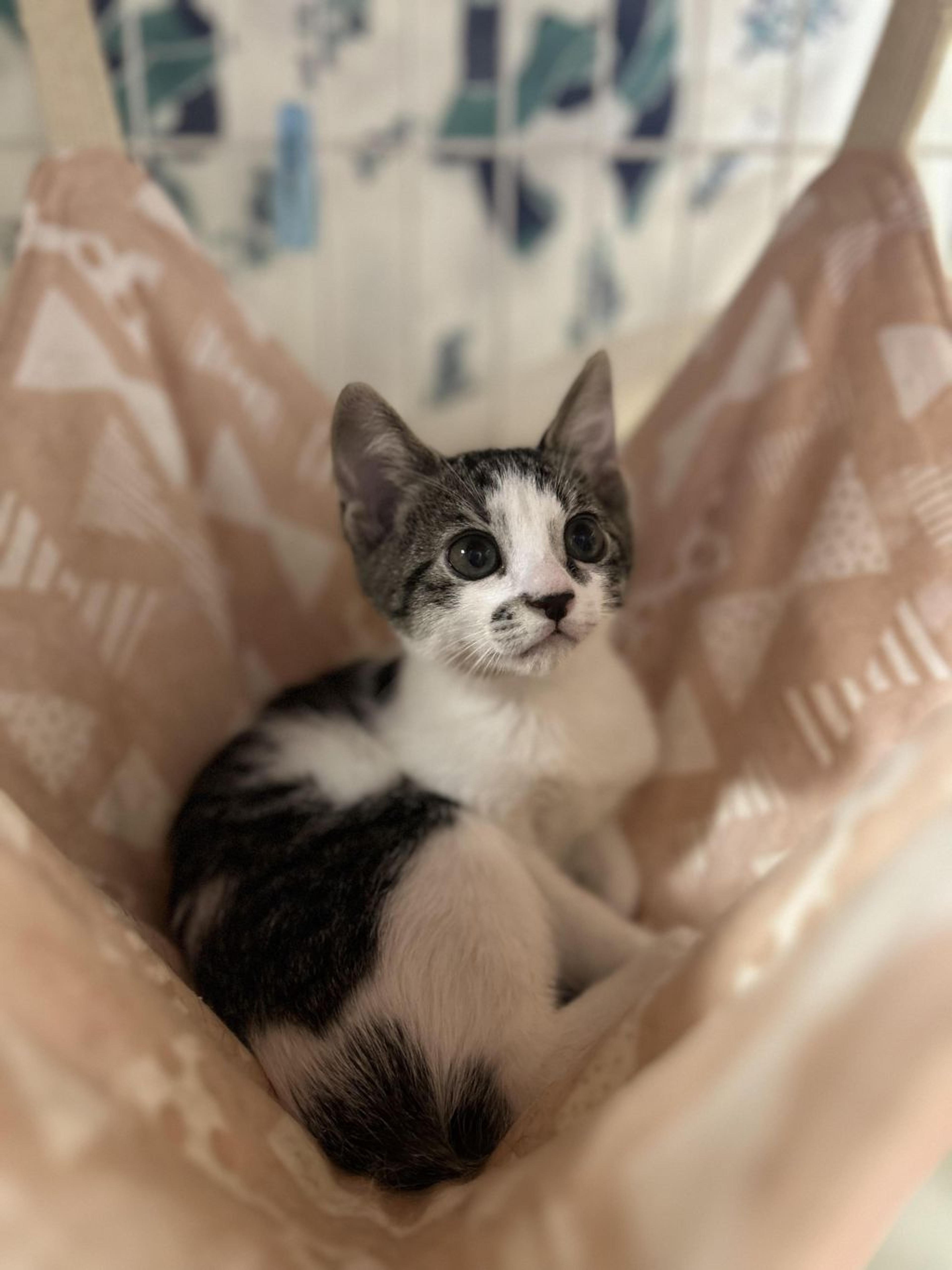 pet-image-6