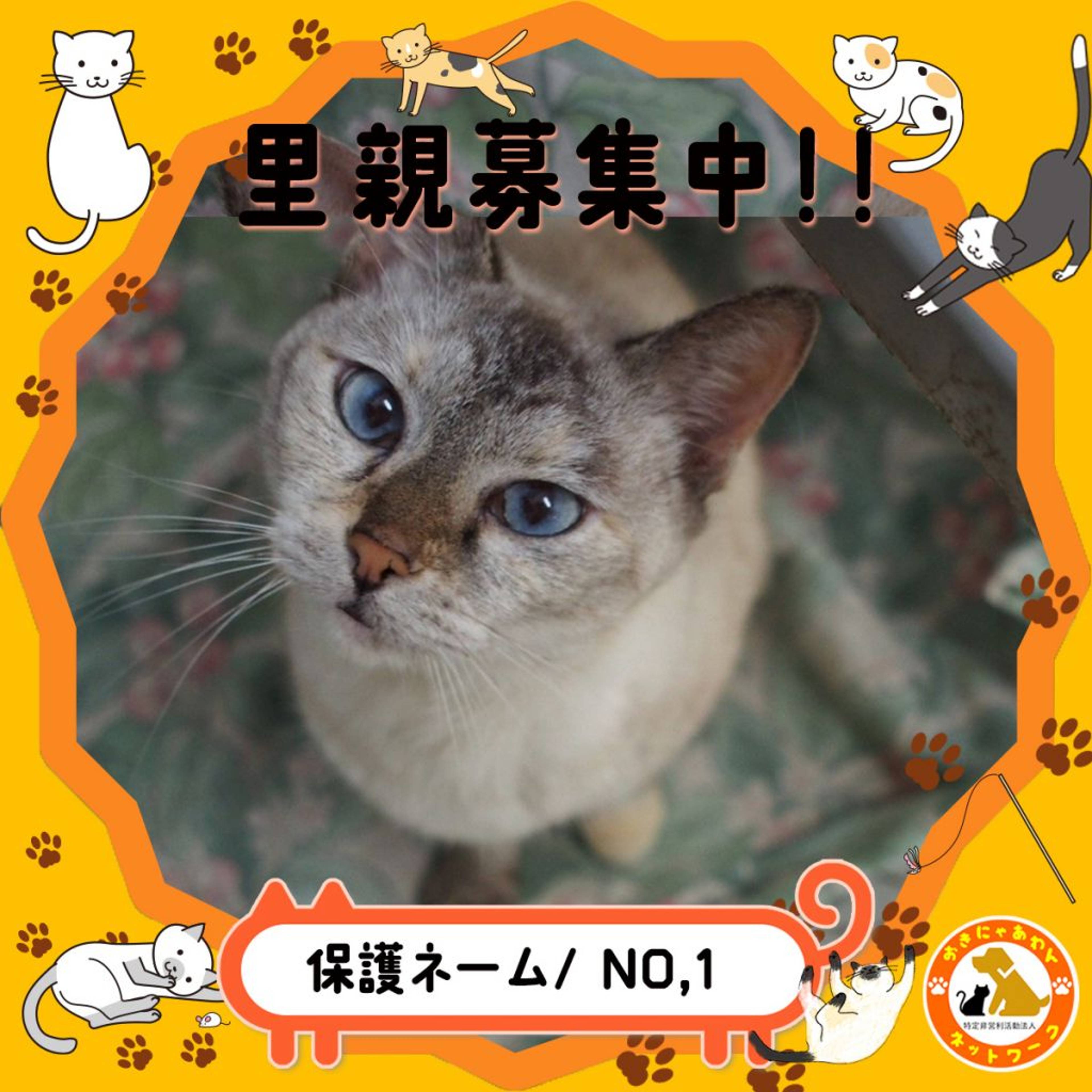 雑種（ミックス猫）・メスの里親募集の写真