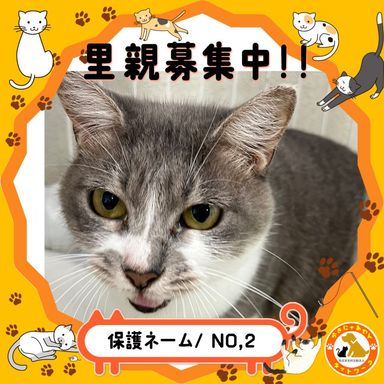 No,2