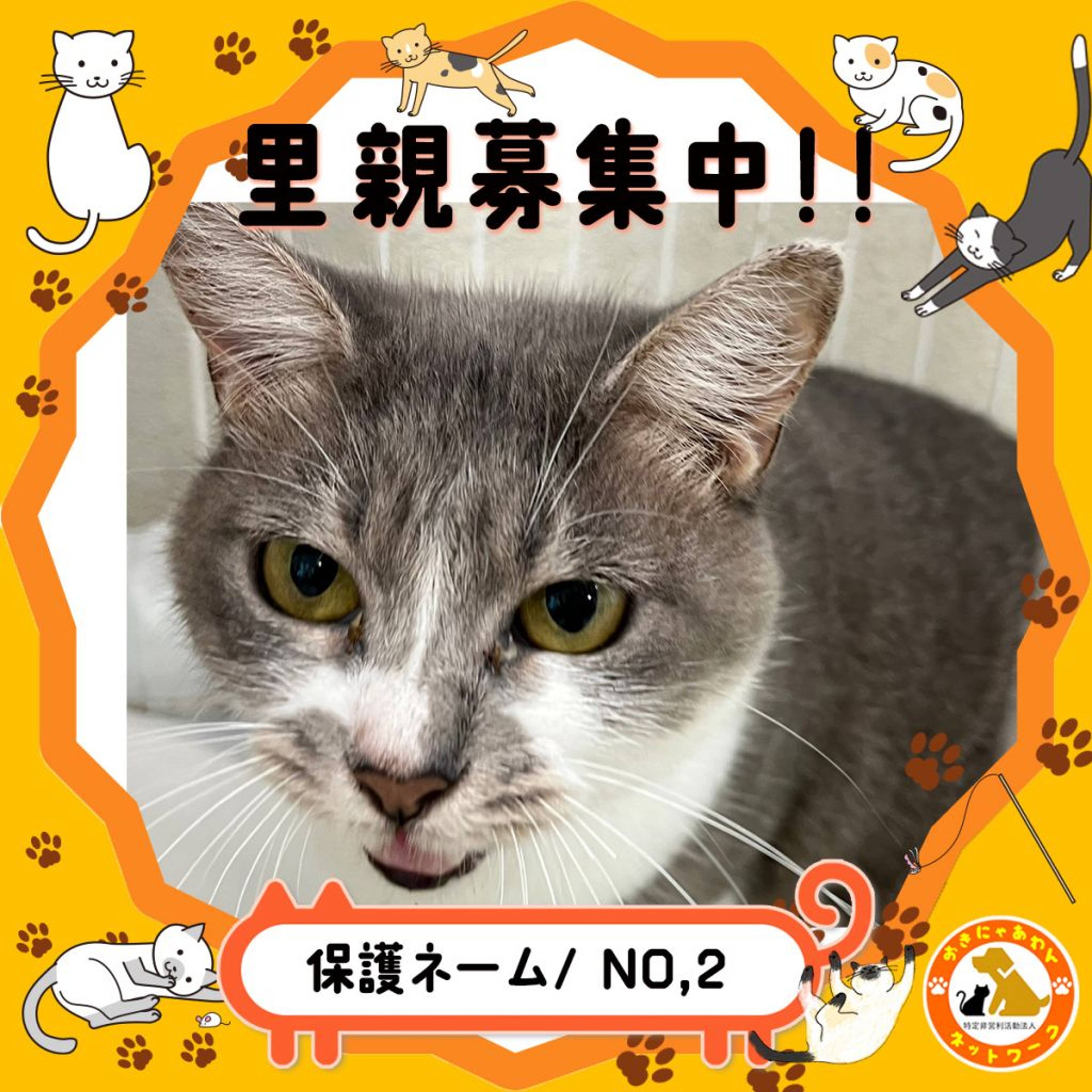 雑種（ミックス猫）・メスの里親募集の写真