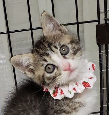 みーちゃんの写真