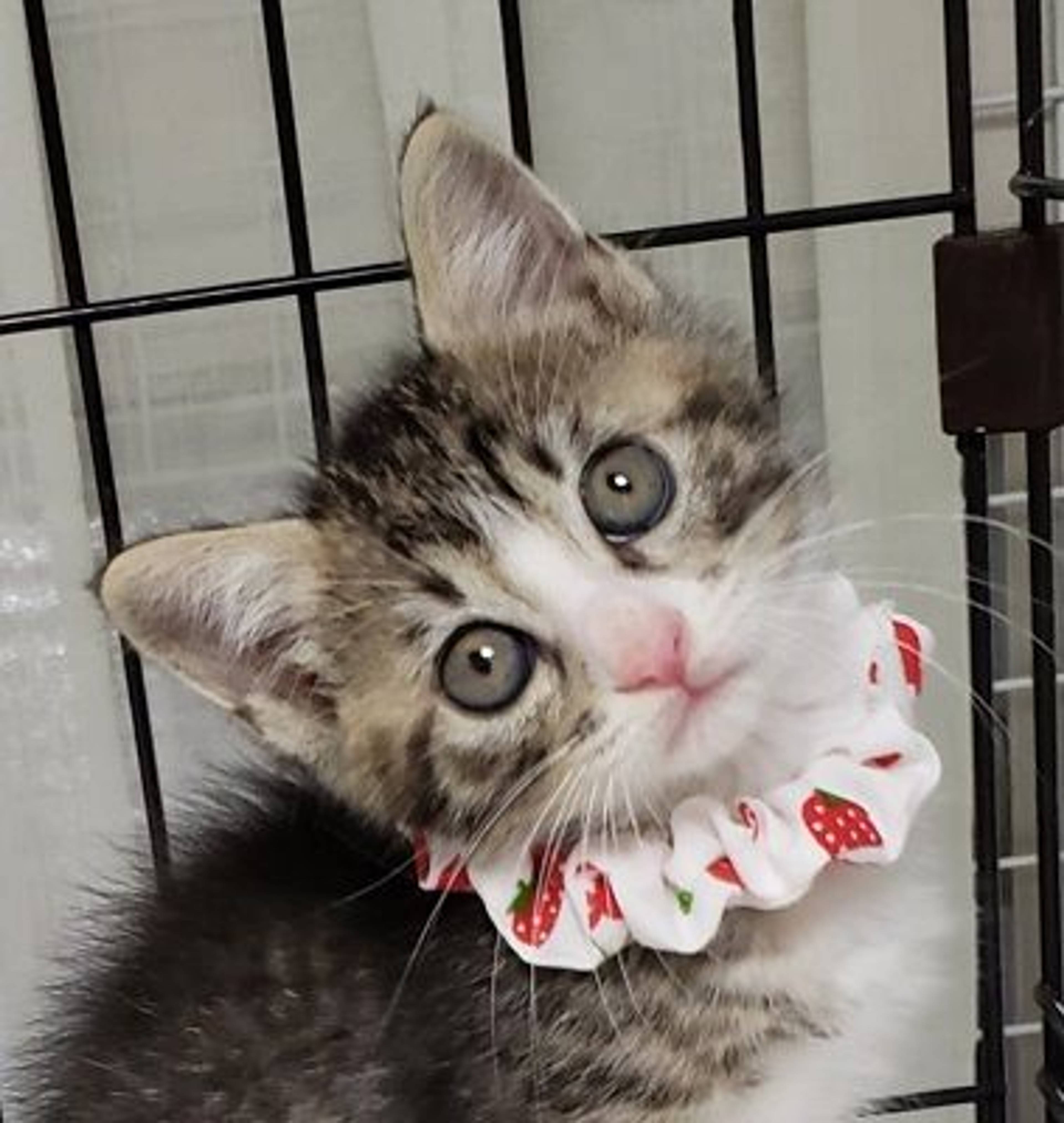 雑種（ミックス猫）・メスの里親募集の写真