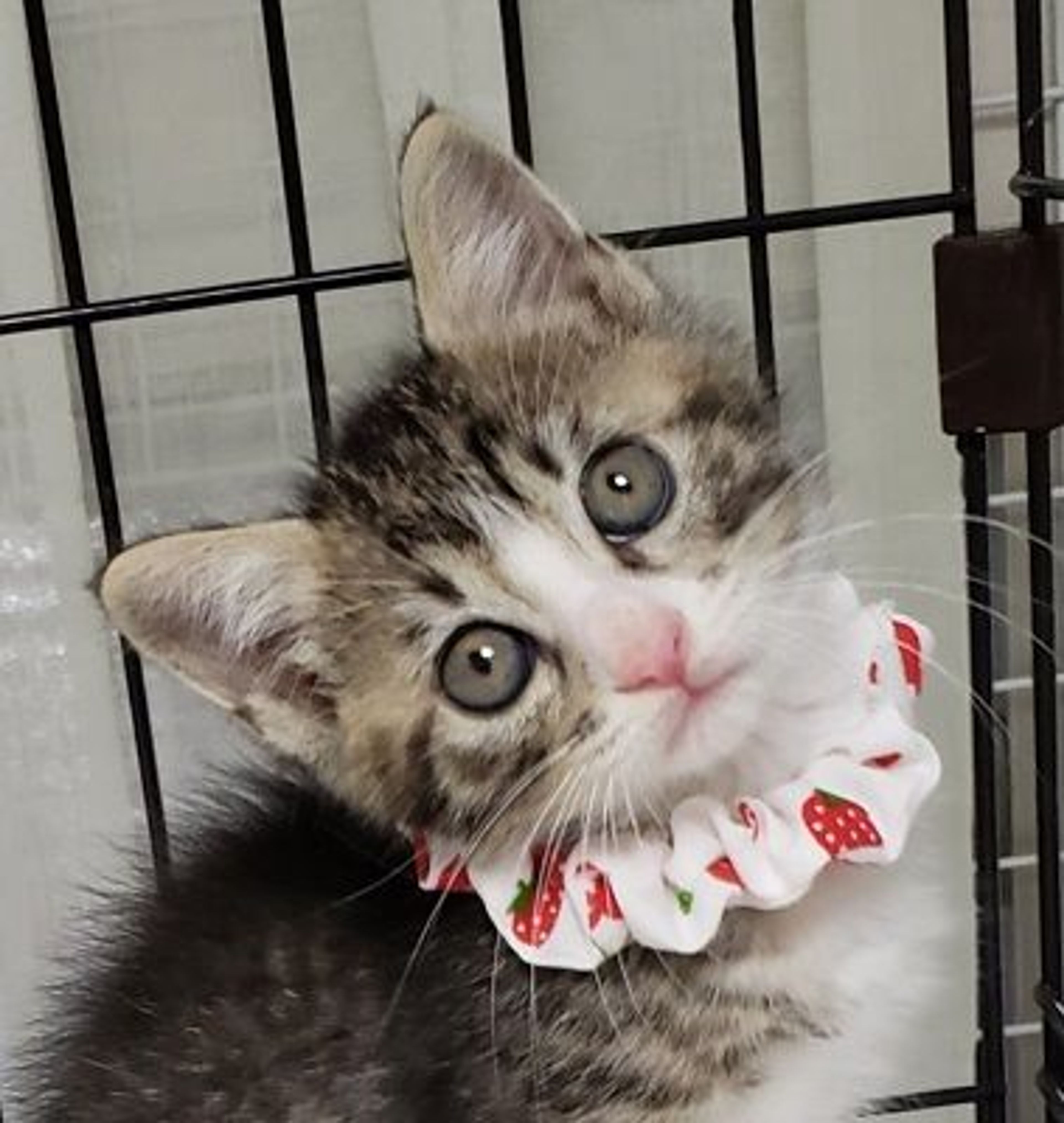 雑種（ミックス猫）・メスの里親募集の写真