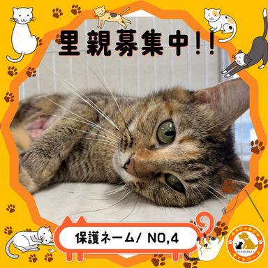No,4