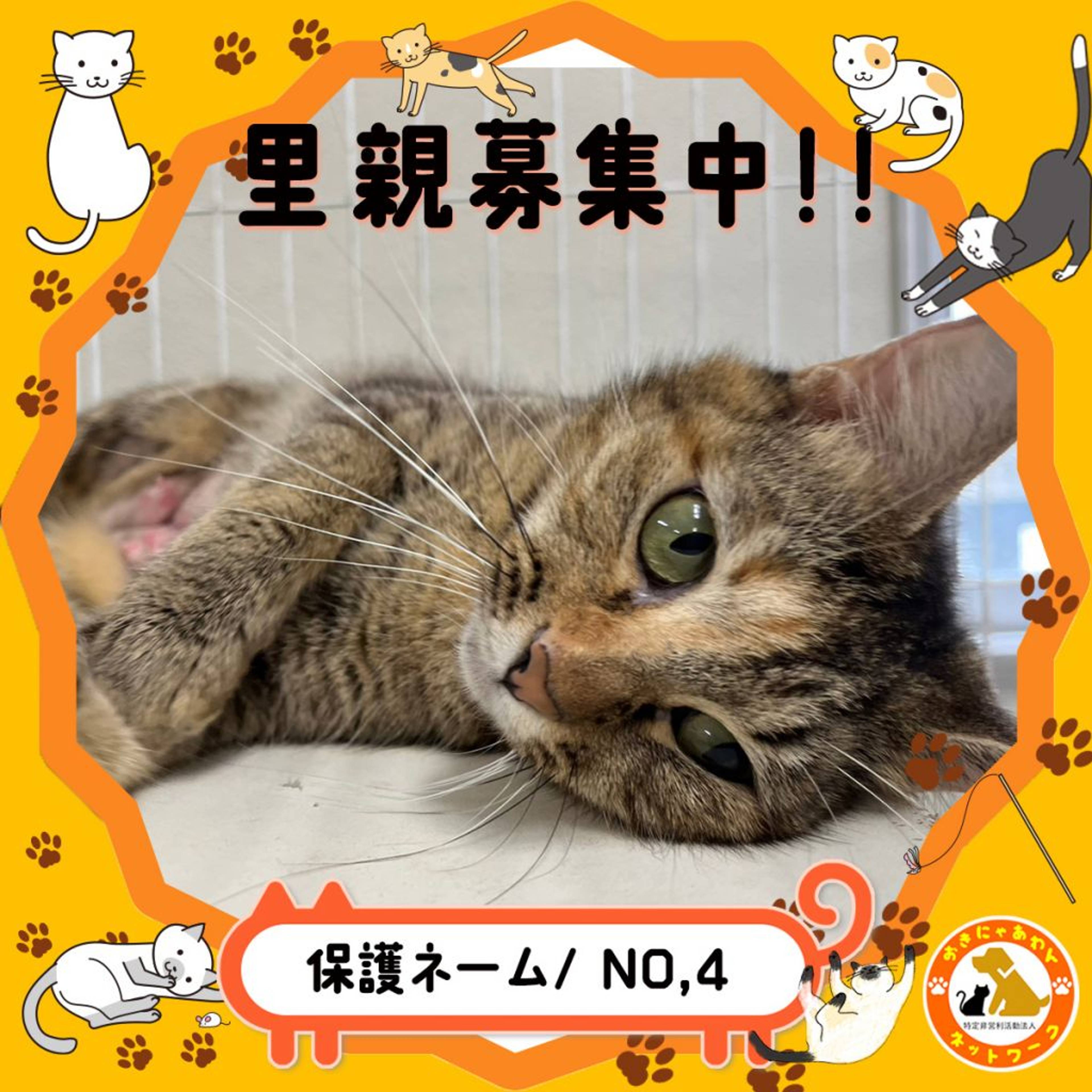 雑種（ミックス猫）・メスの里親募集の写真