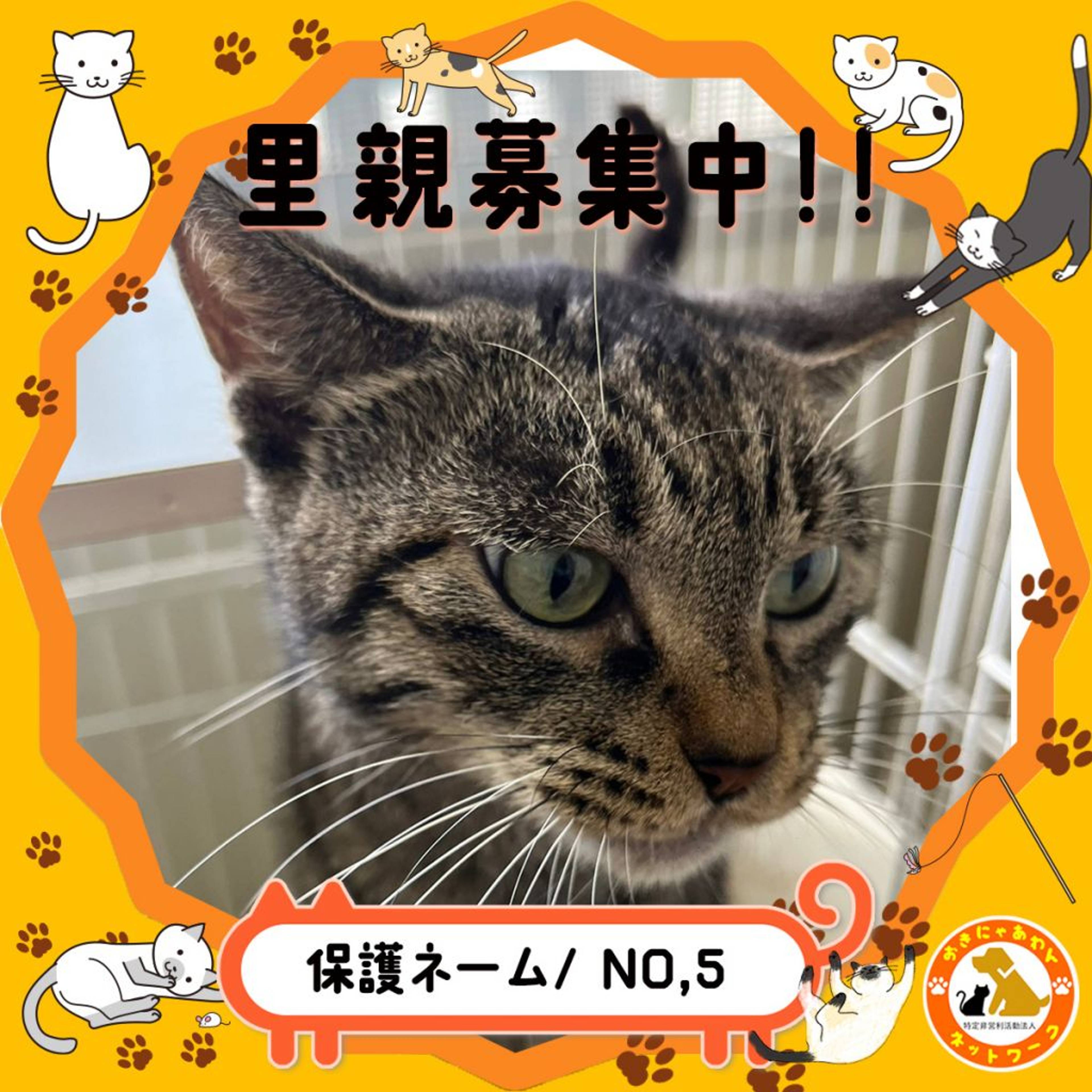 雑種（ミックス猫）・メスの里親募集の写真