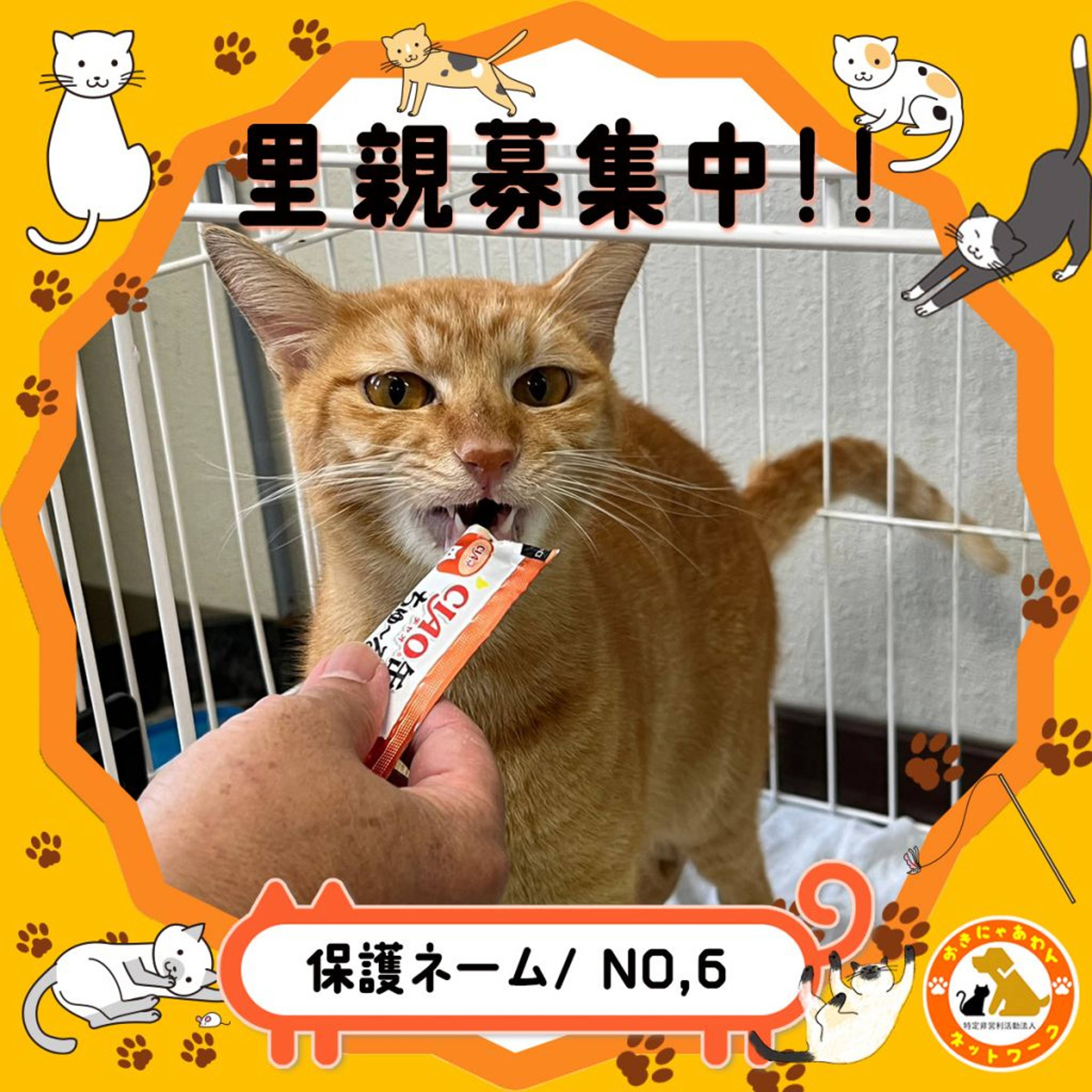 雑種（ミックス猫）・オスの里親募集の写真