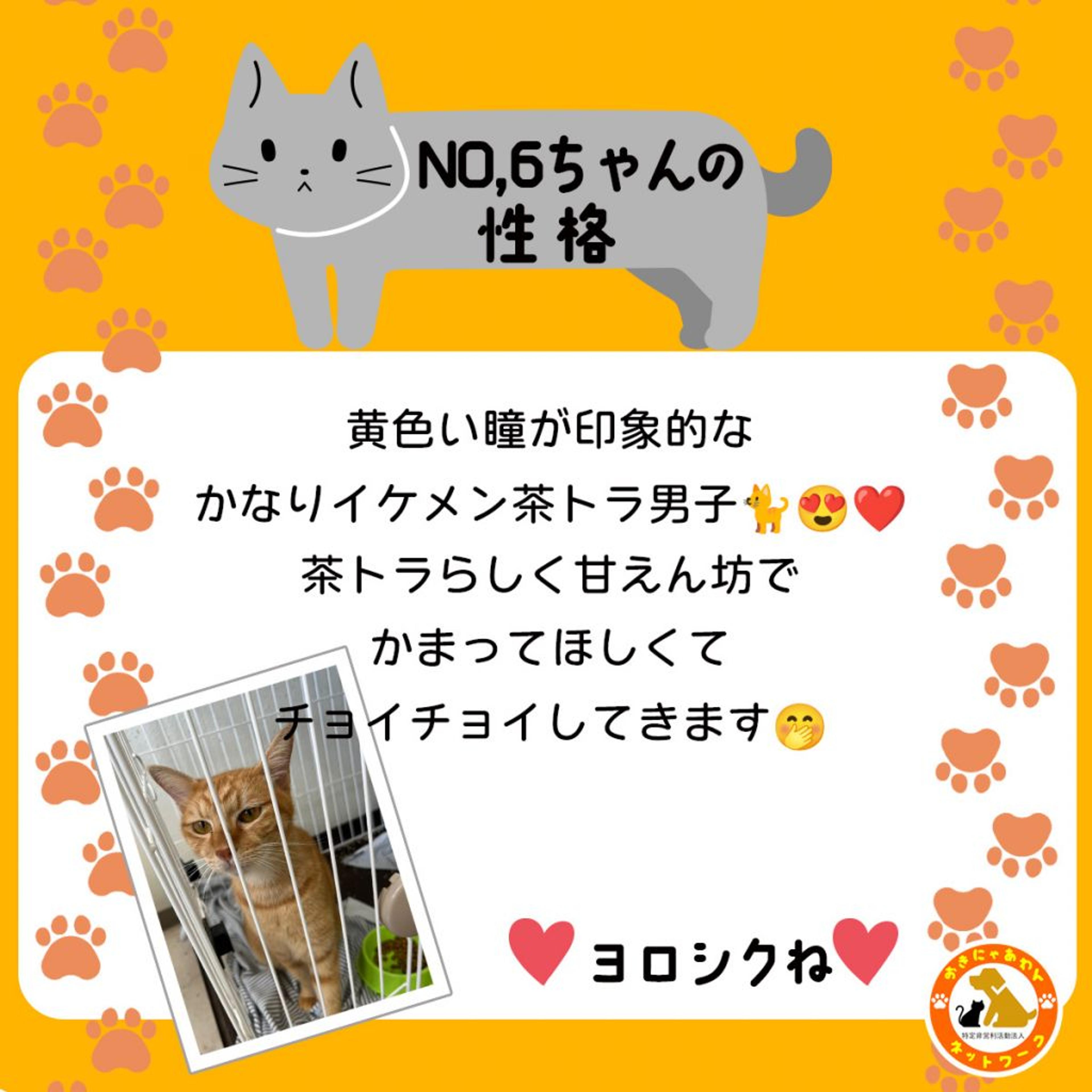 pet-image-3