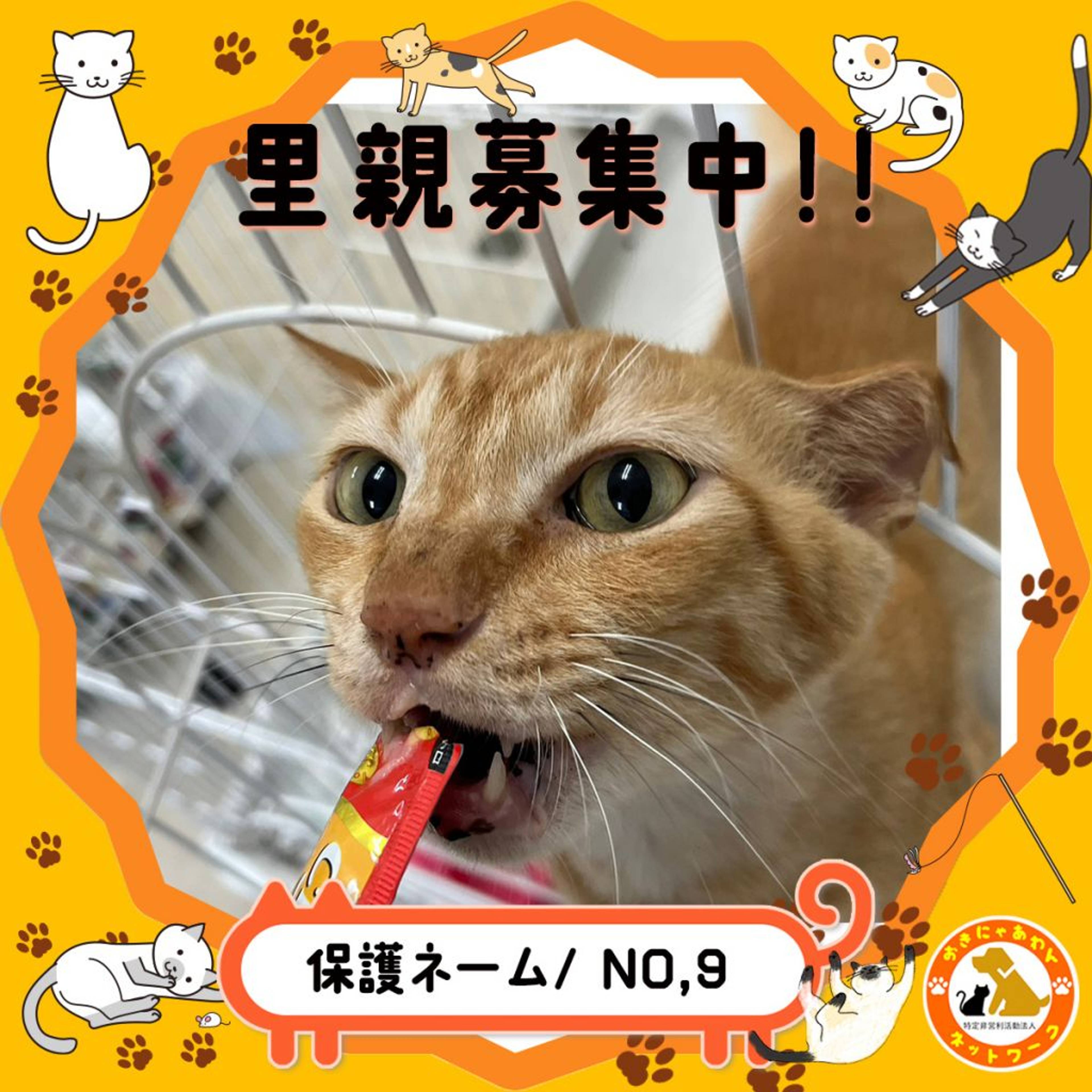 雑種（ミックス猫）・オスの里親募集の写真