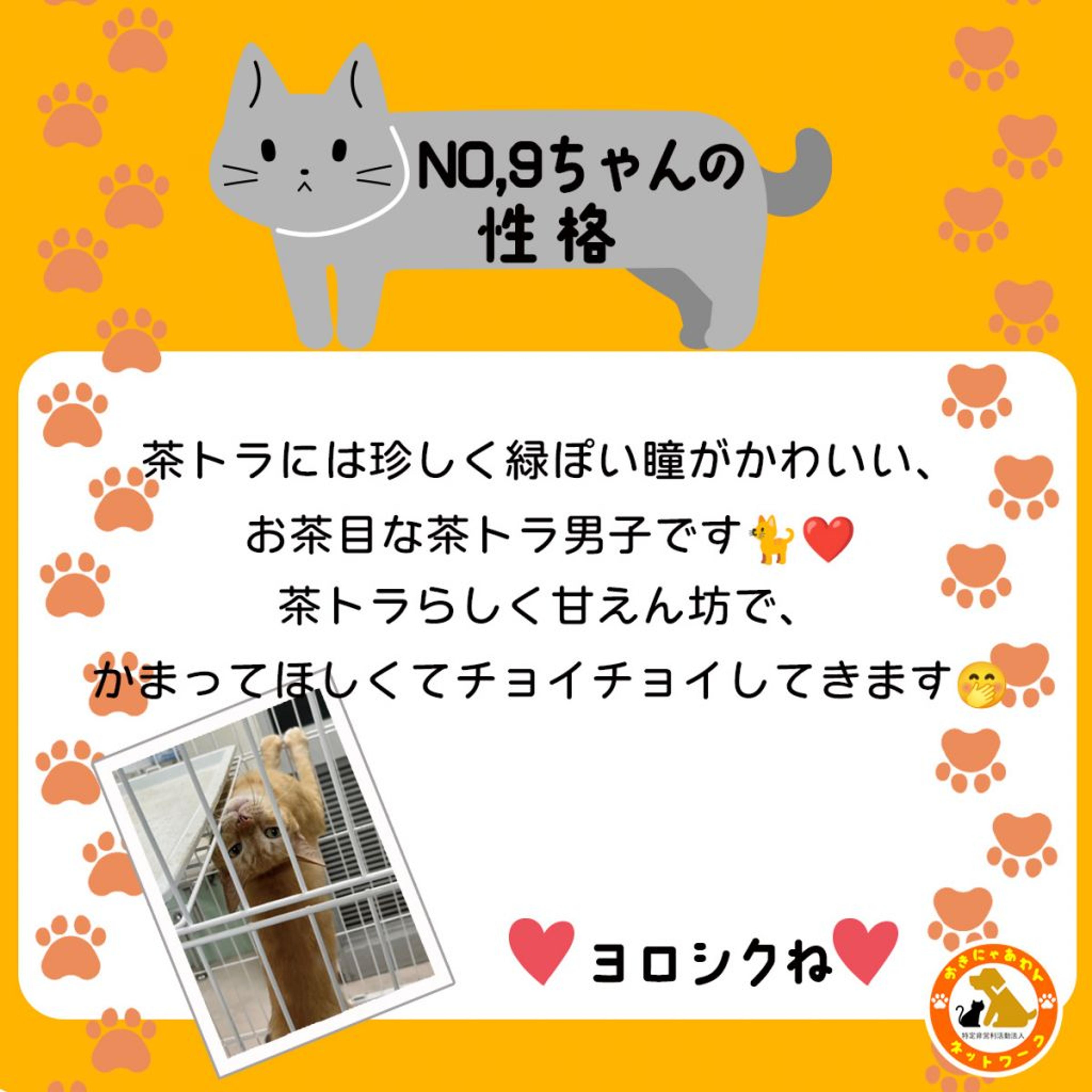 pet-image-3