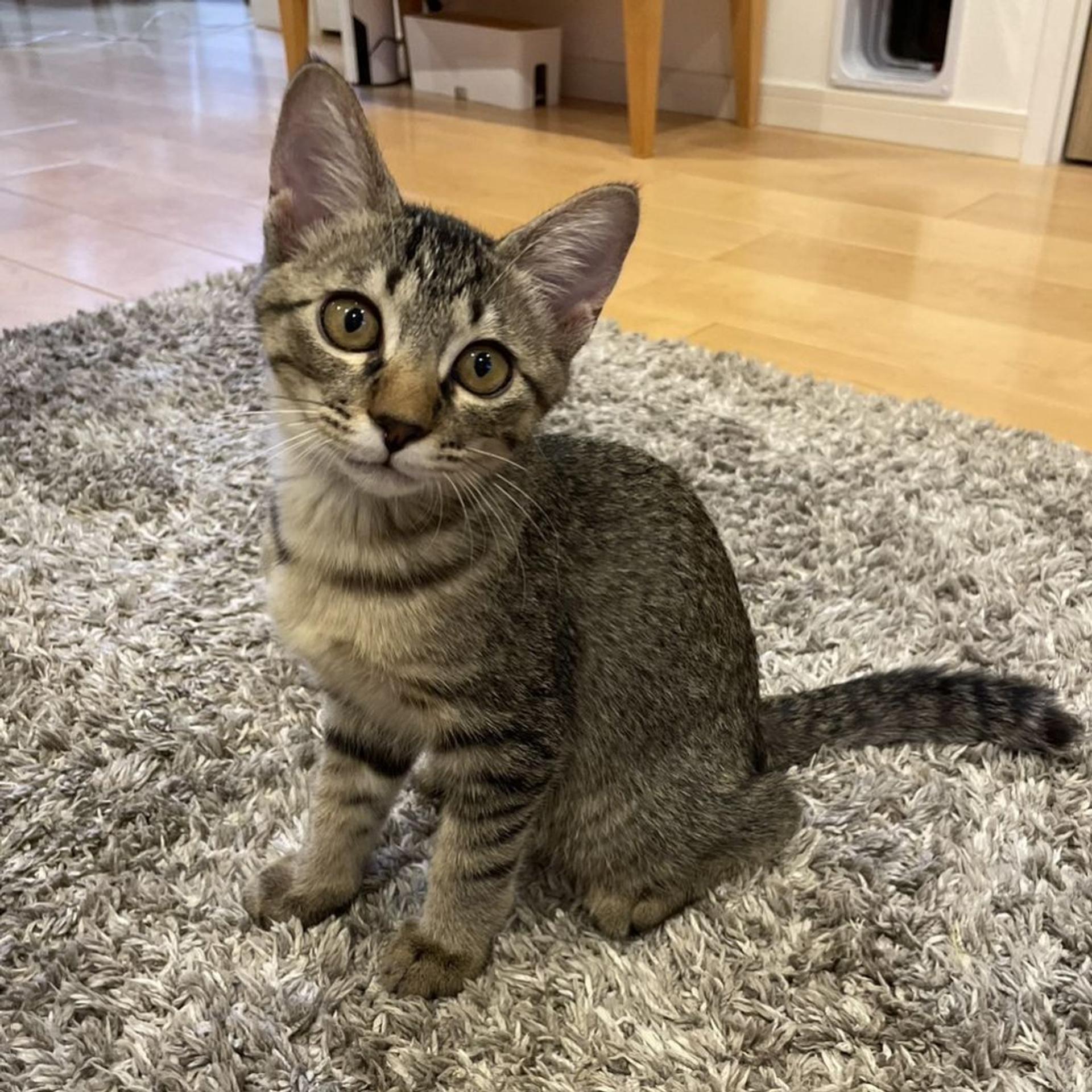 pet-image-2