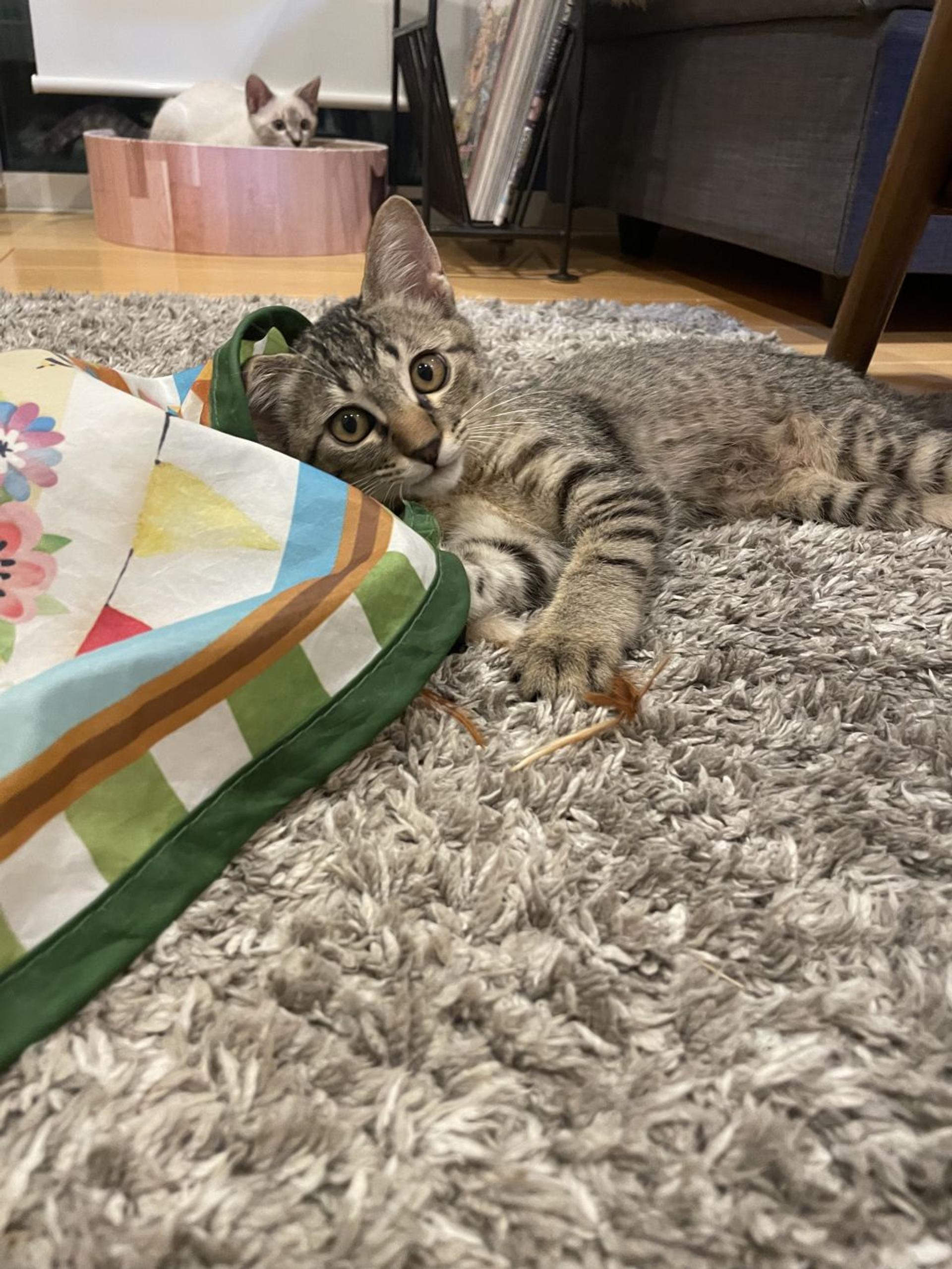 pet-image-6