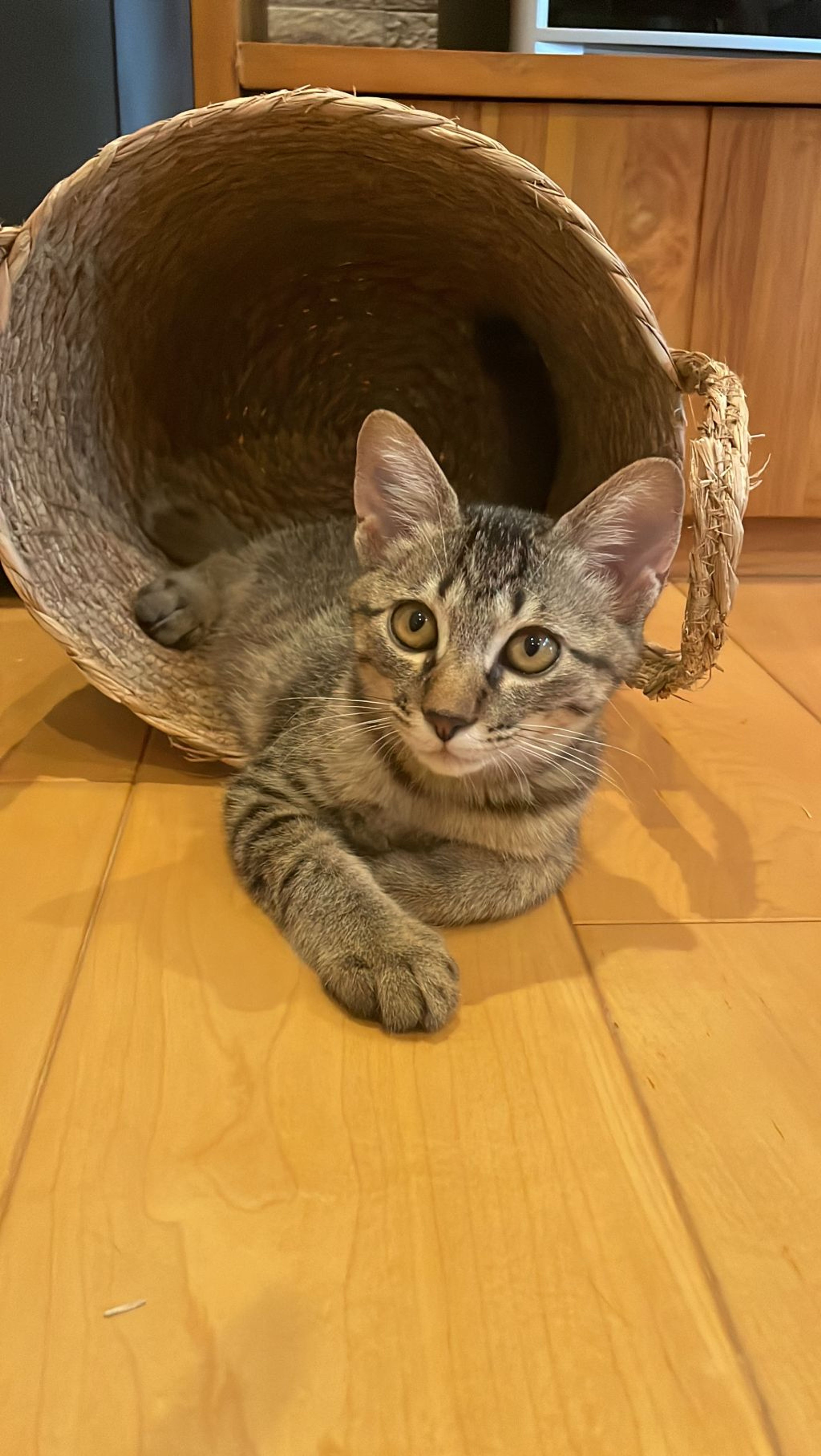 pet-image-7