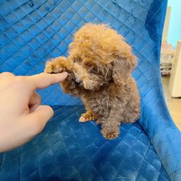 thumb-6