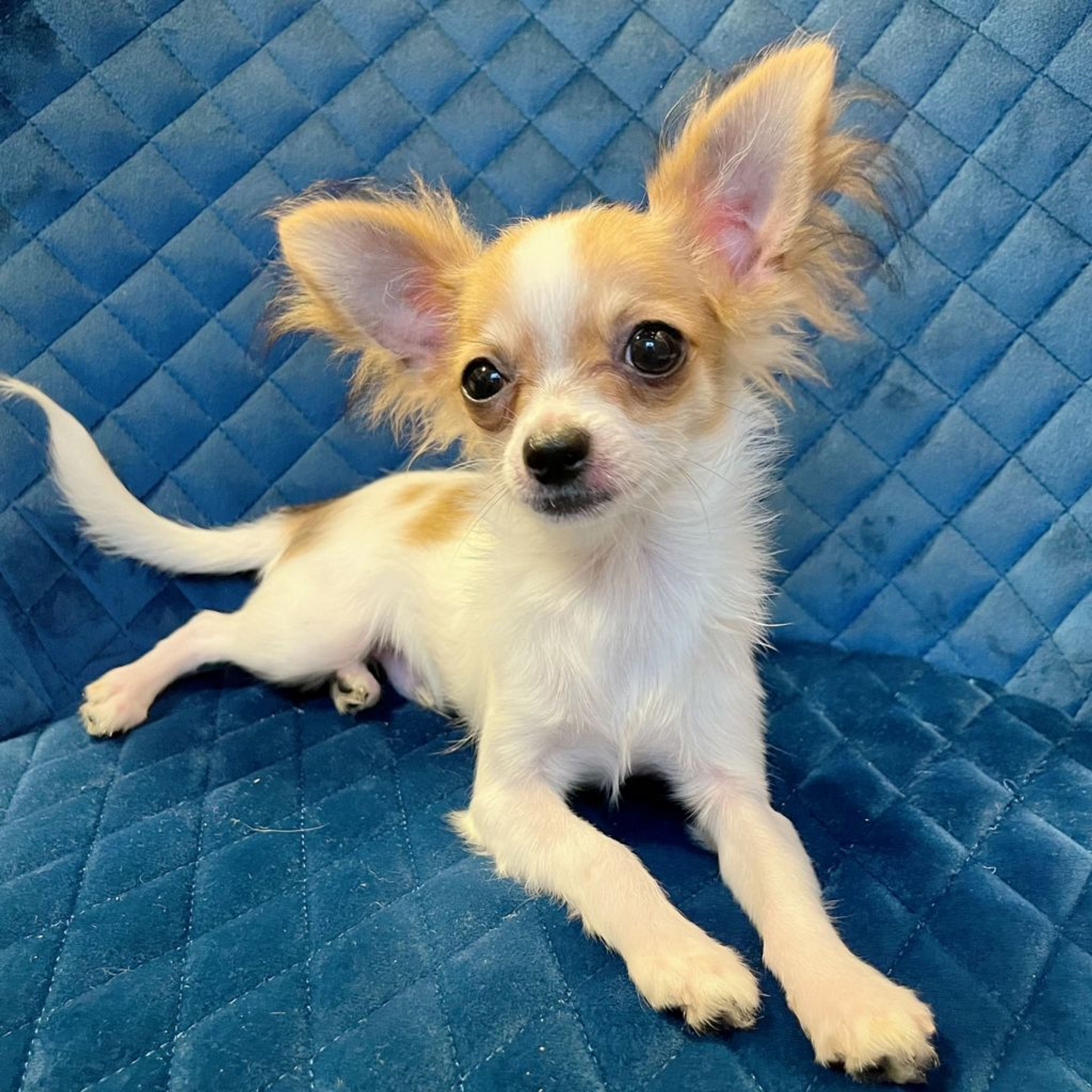pet-image-2