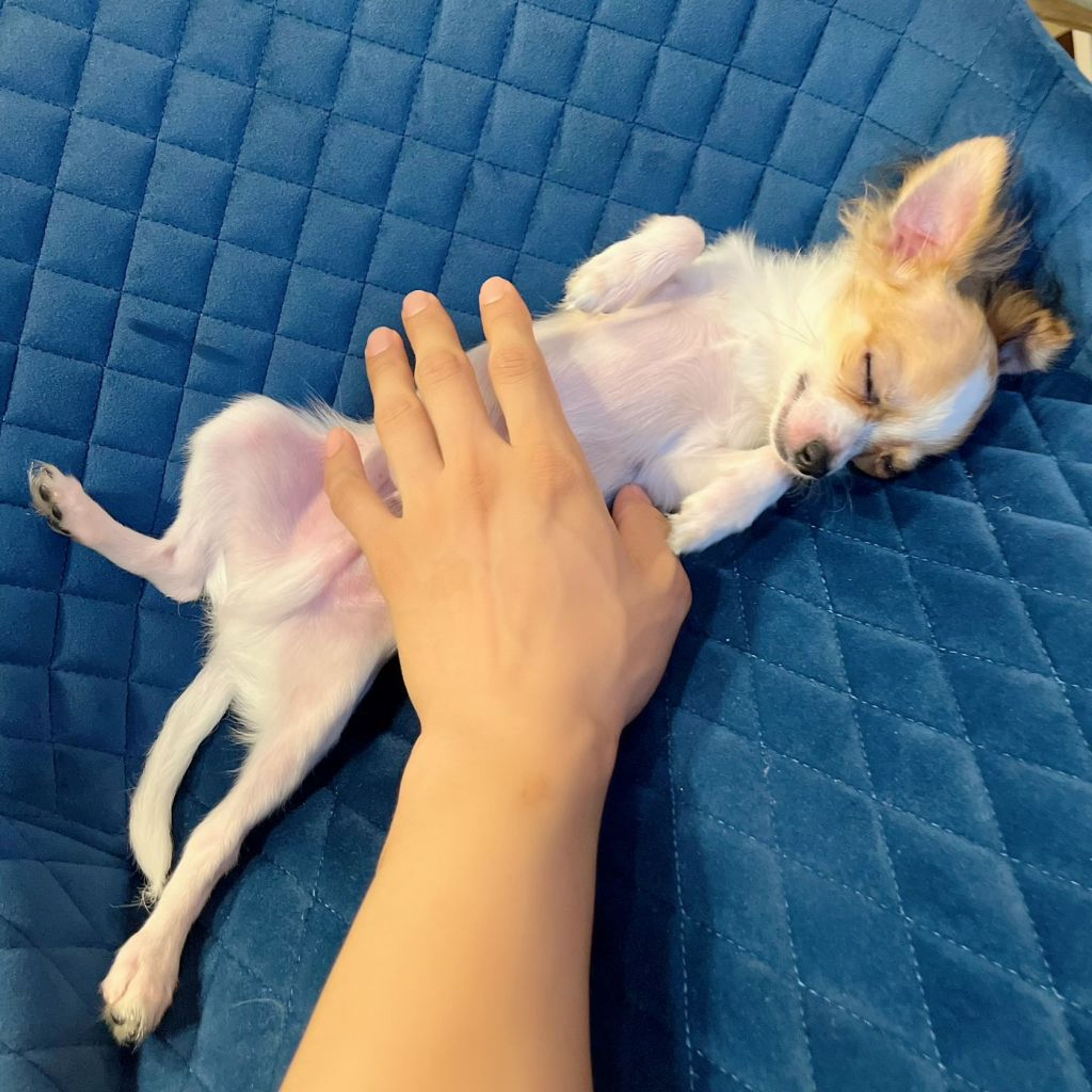pet-image-4