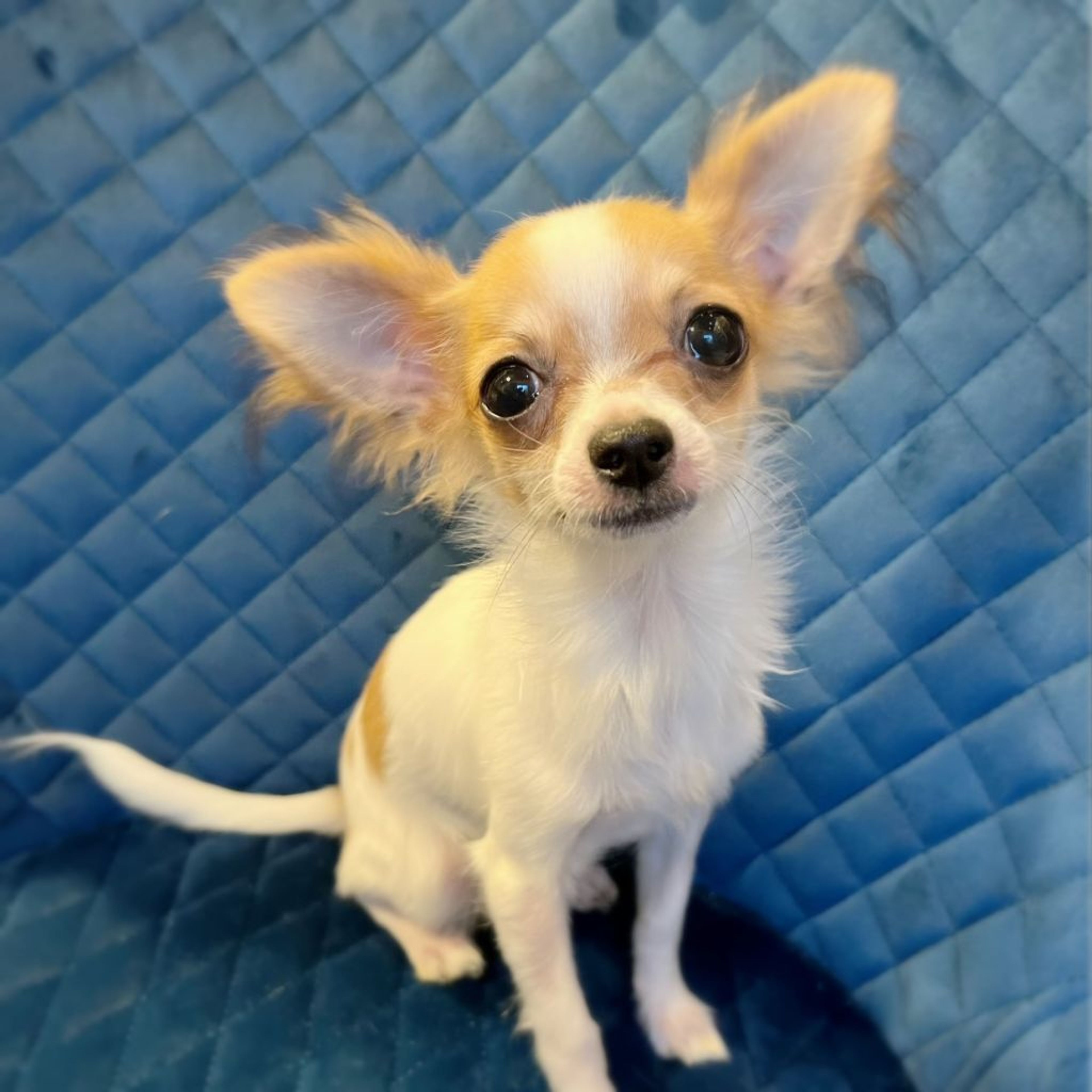 pet-image-5
