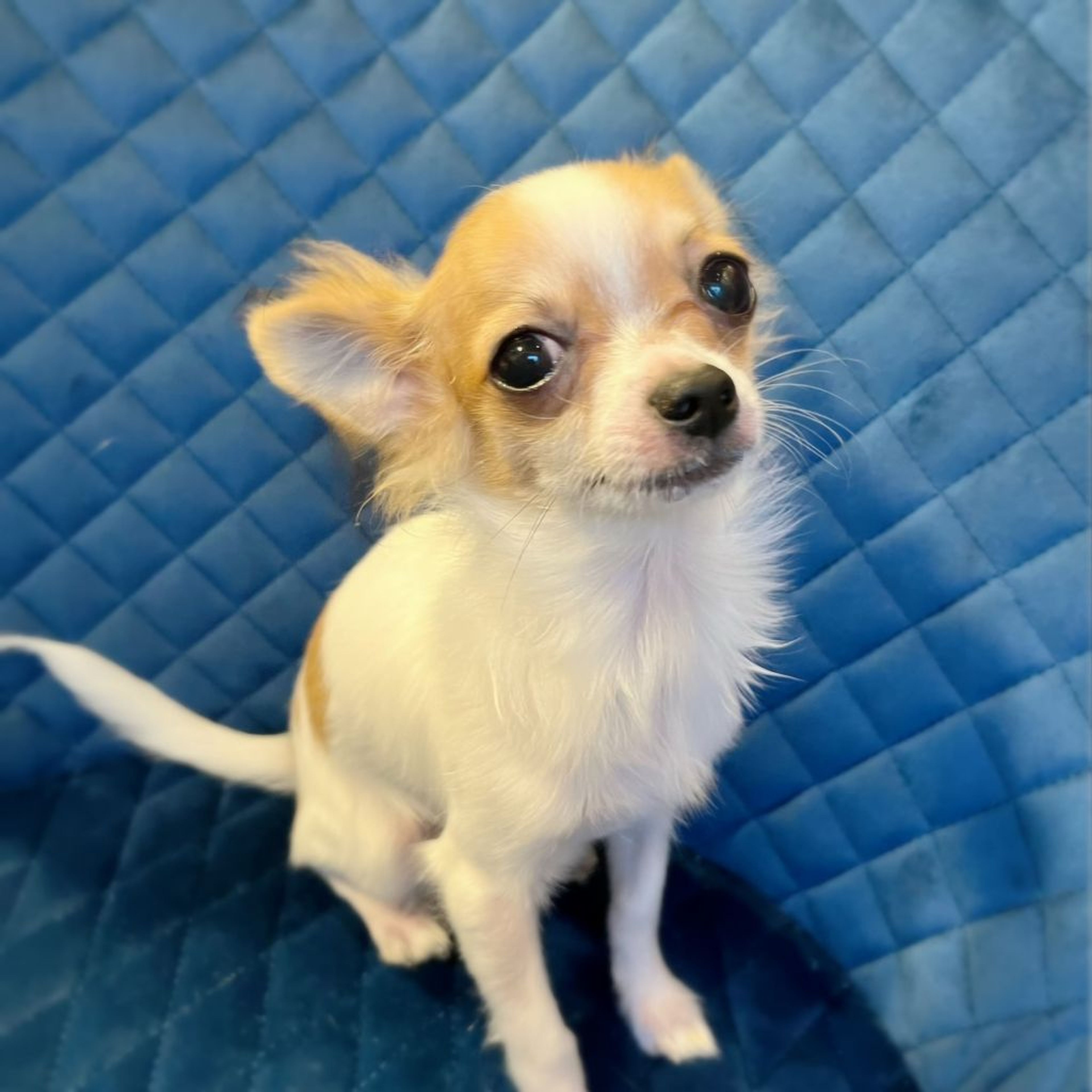 pet-image-6