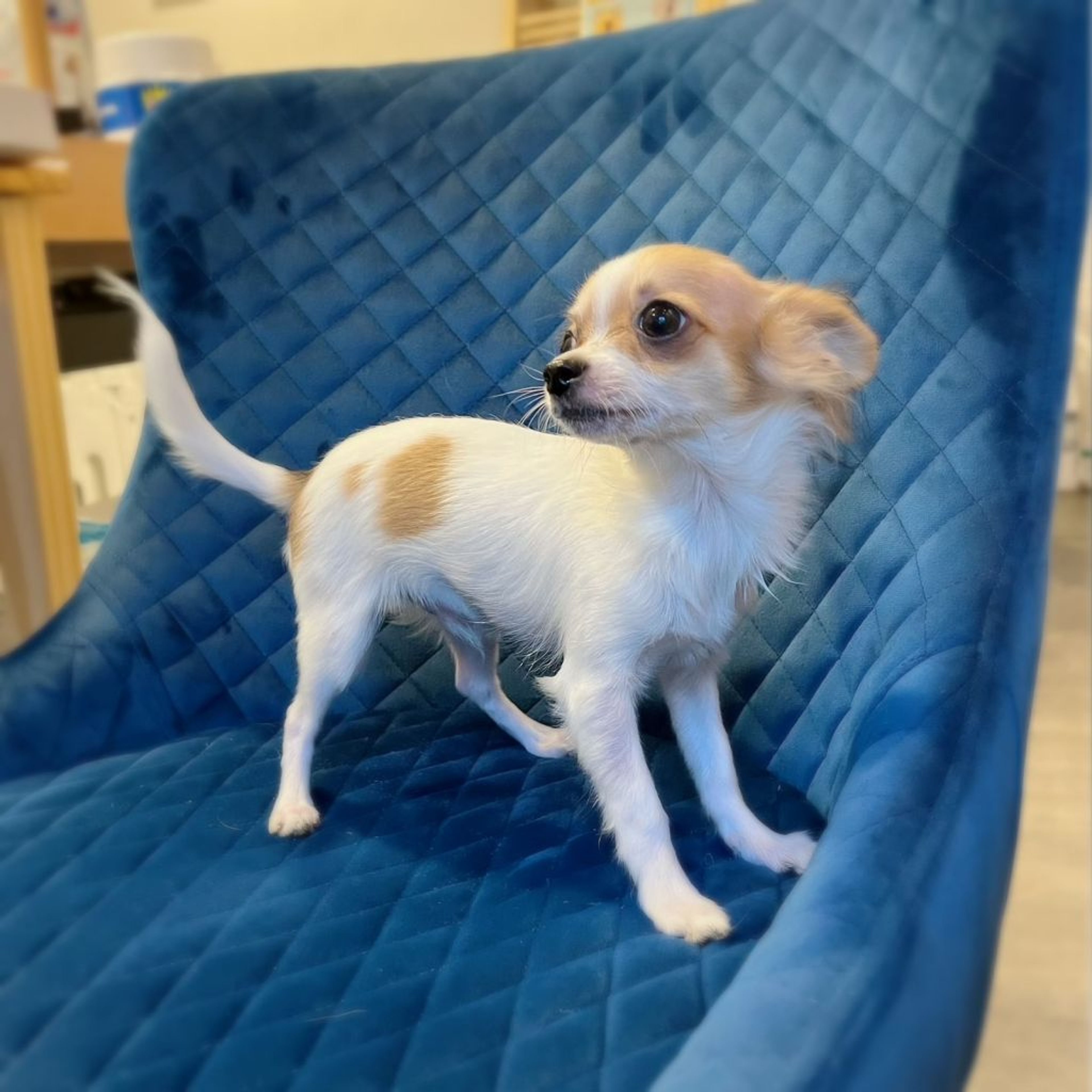 pet-image-7