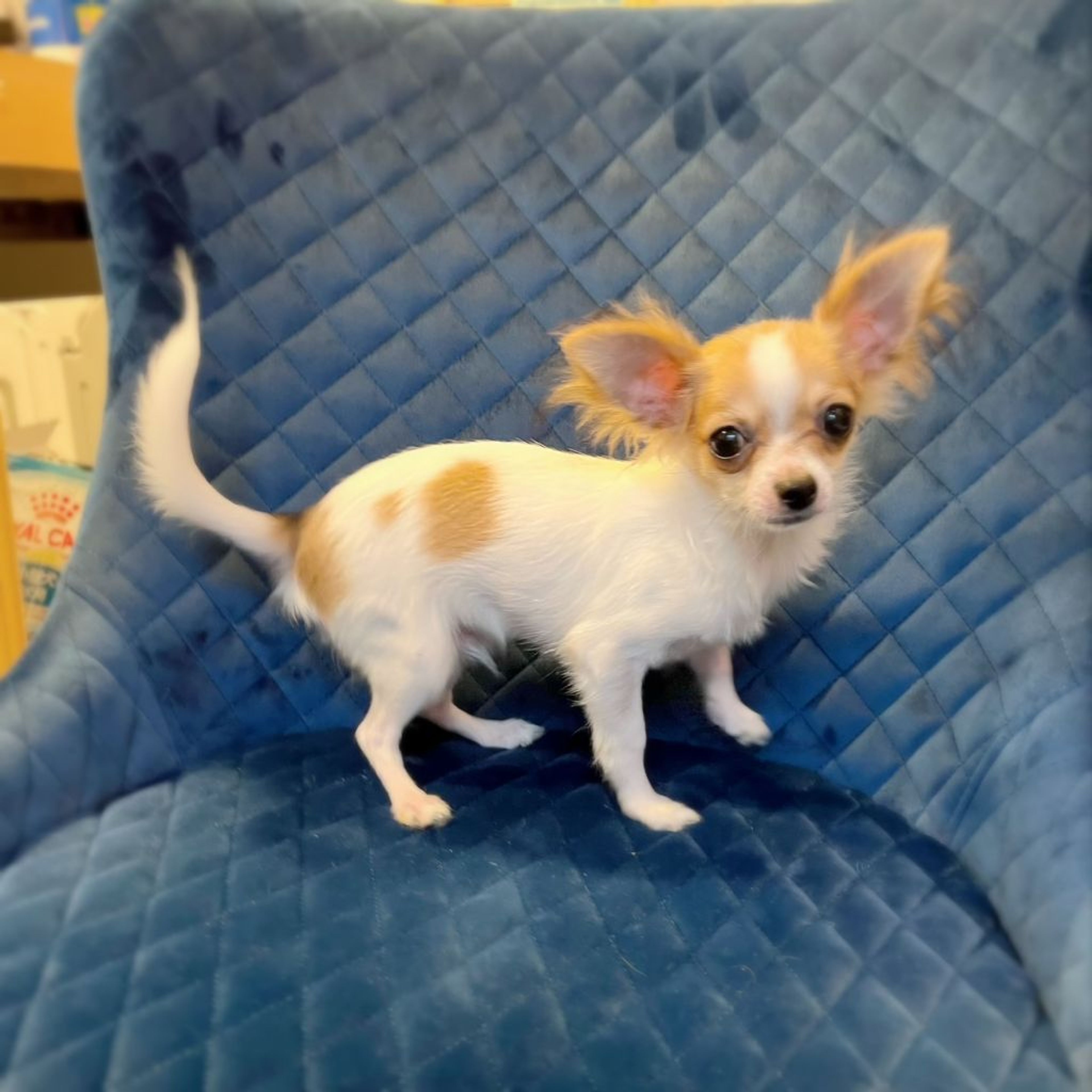 pet-image-8