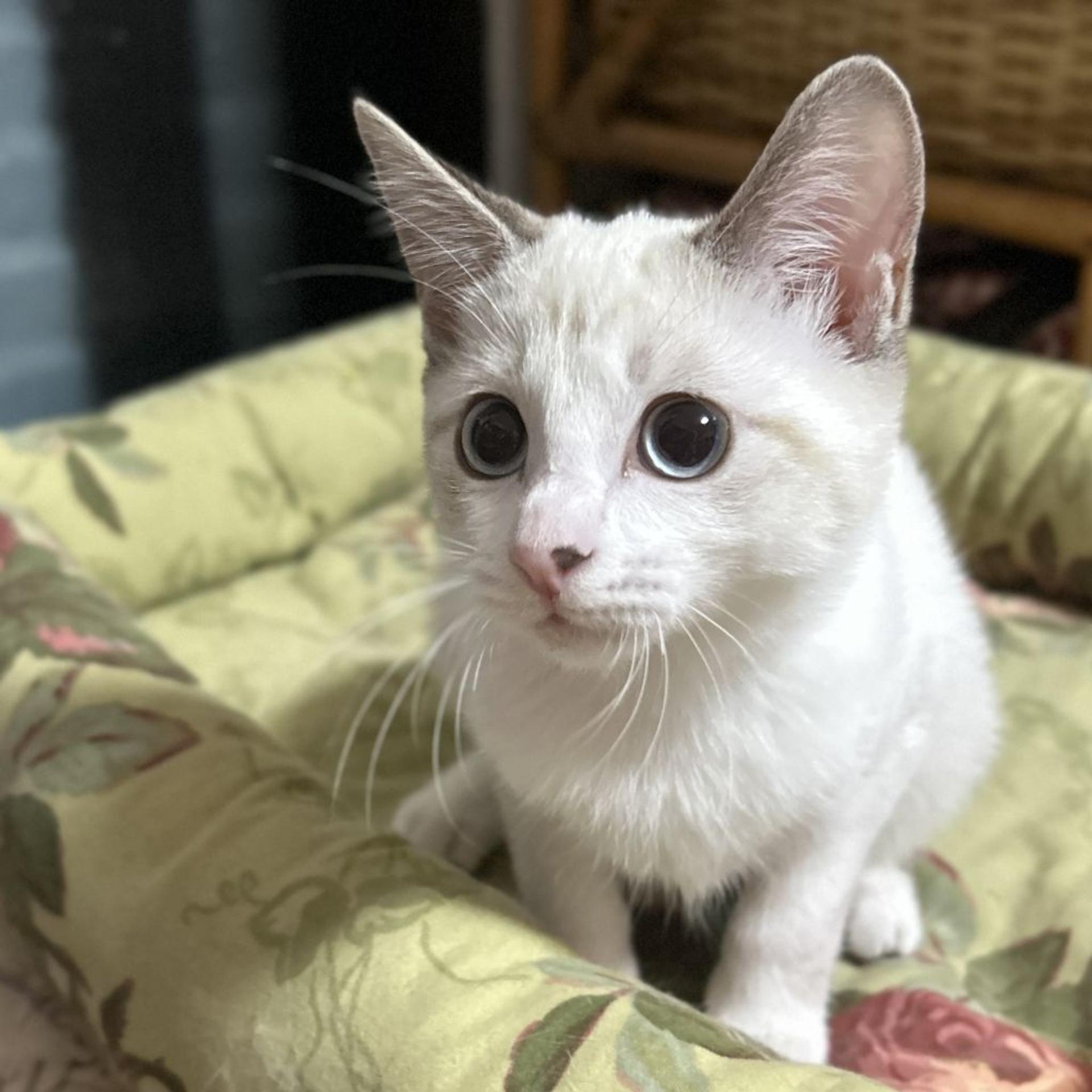 pet-image-3