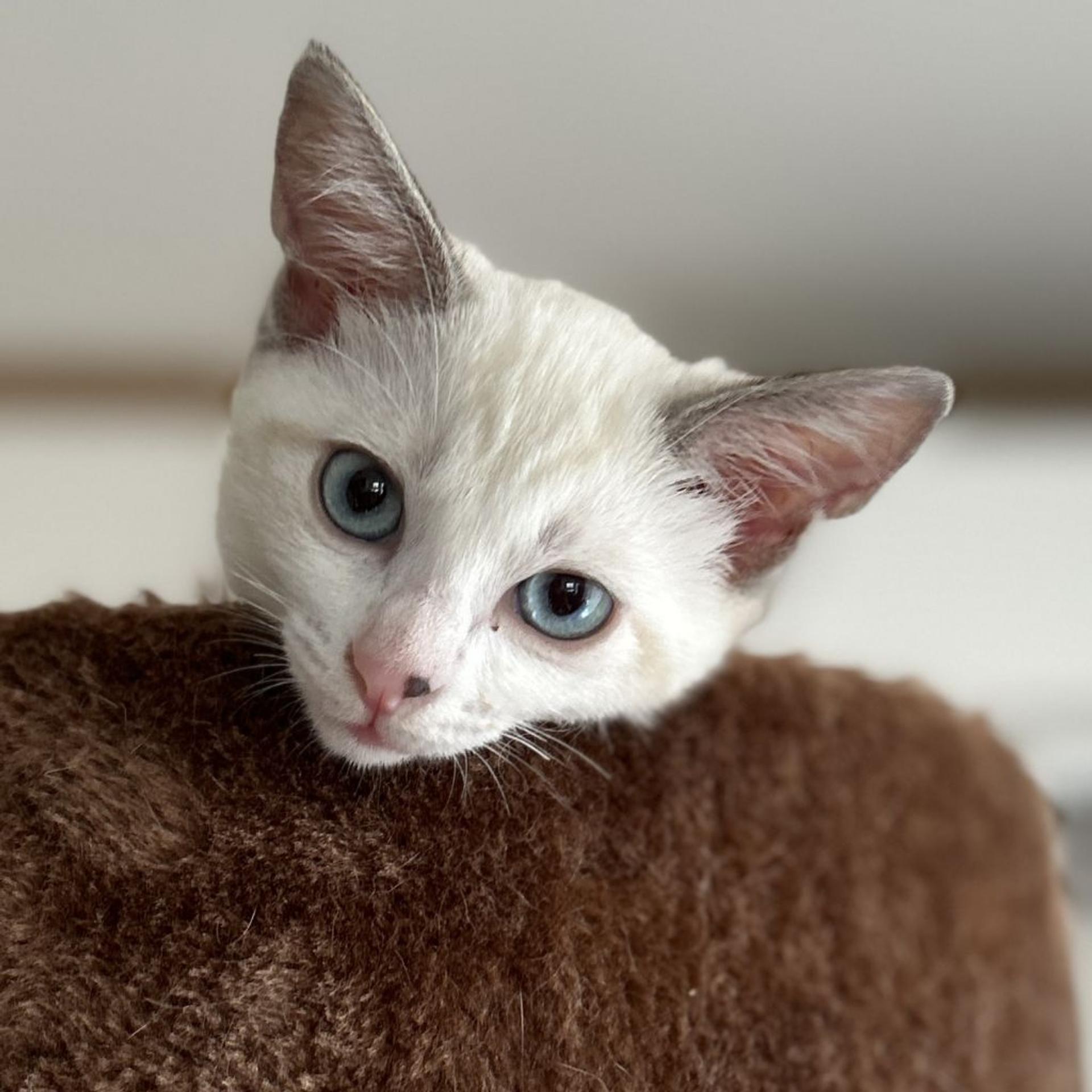 pet-image-5