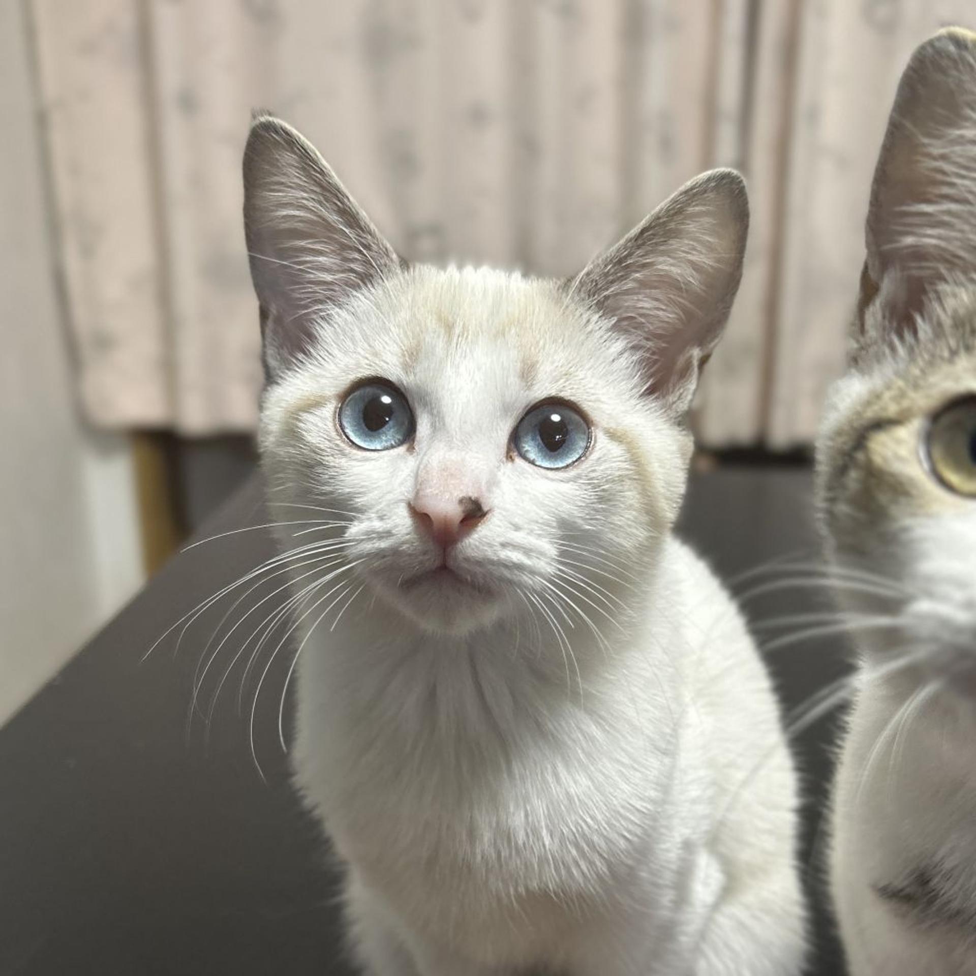 pet-image-6