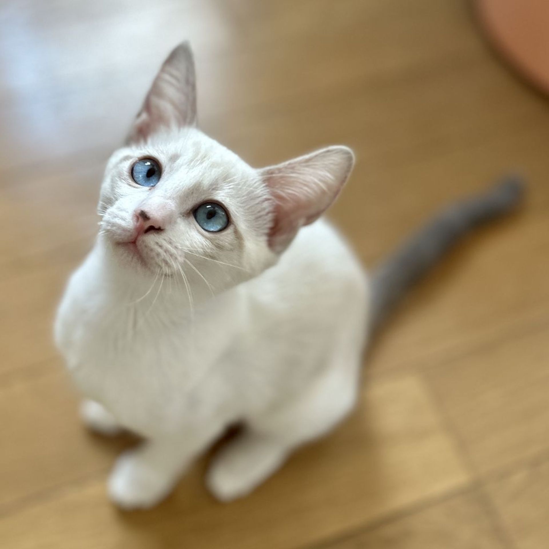 雑種（ミックス猫）・メスの里親募集の写真