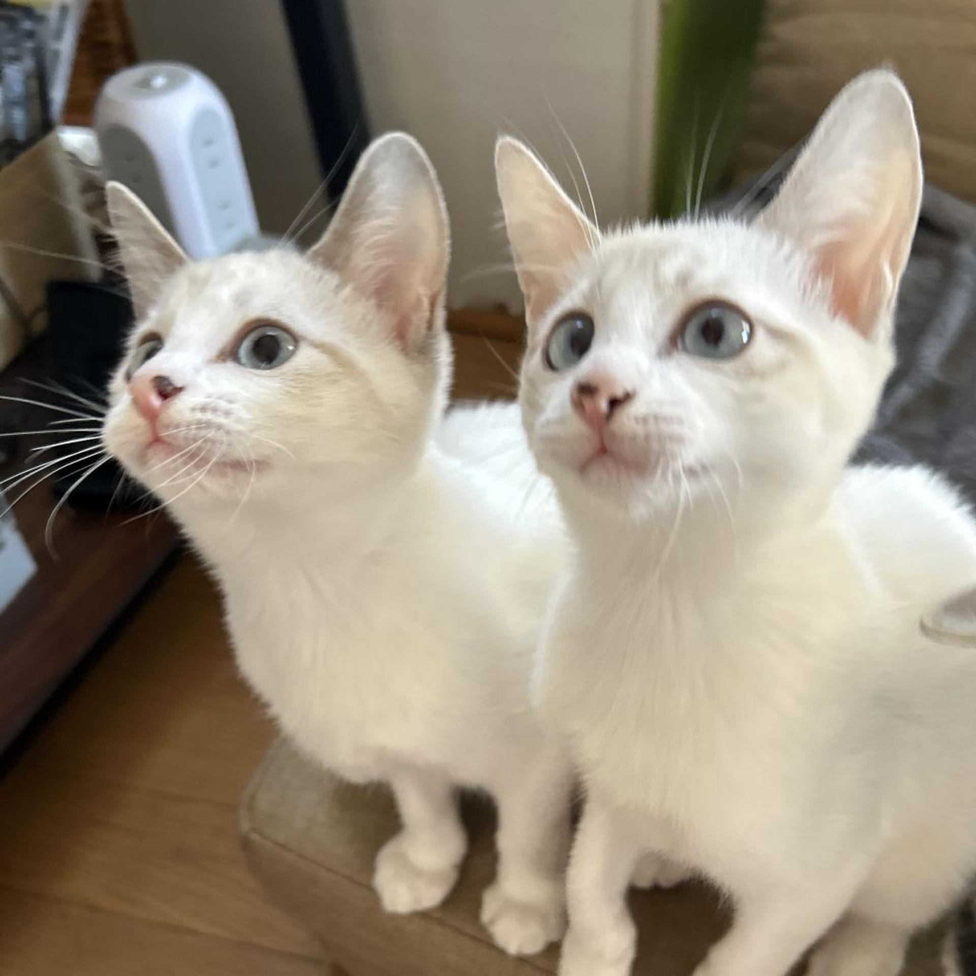 pet-image-7