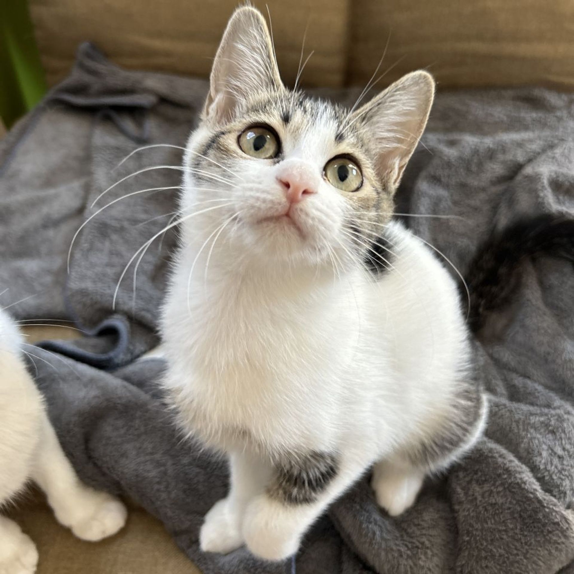 雑種（ミックス猫）・メスの里親募集の写真