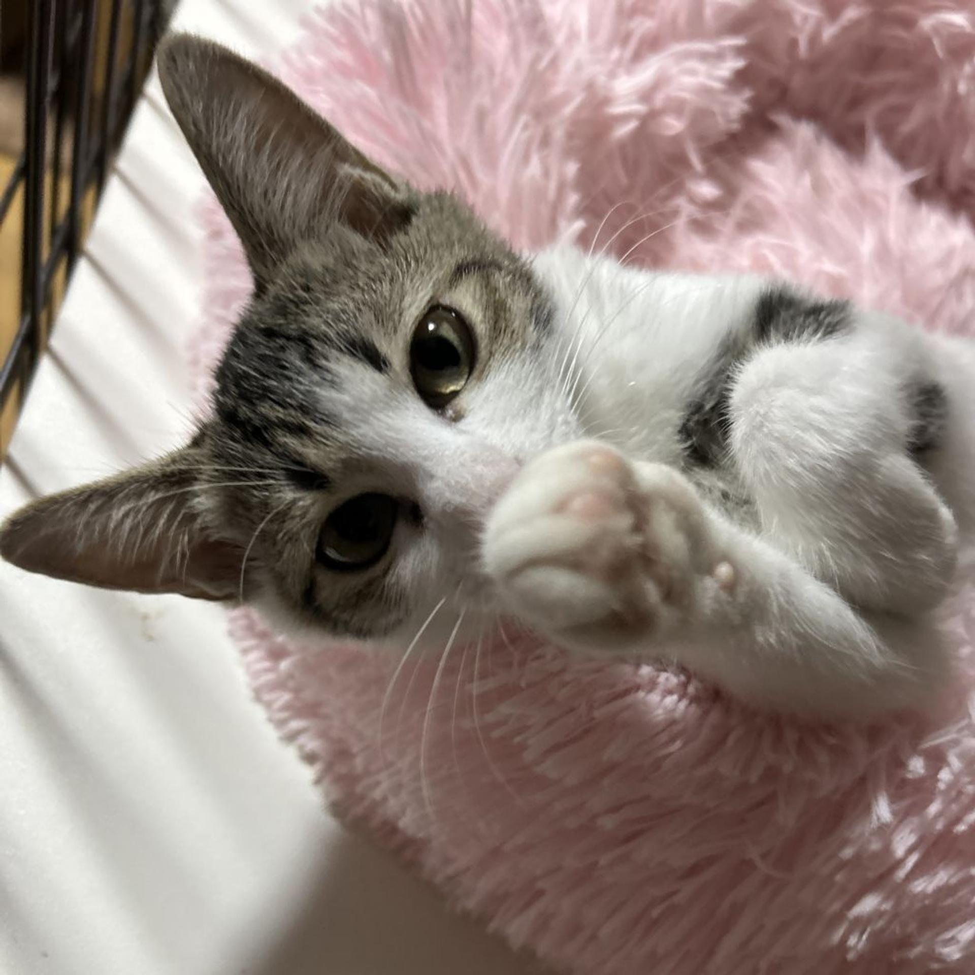 pet-image-2