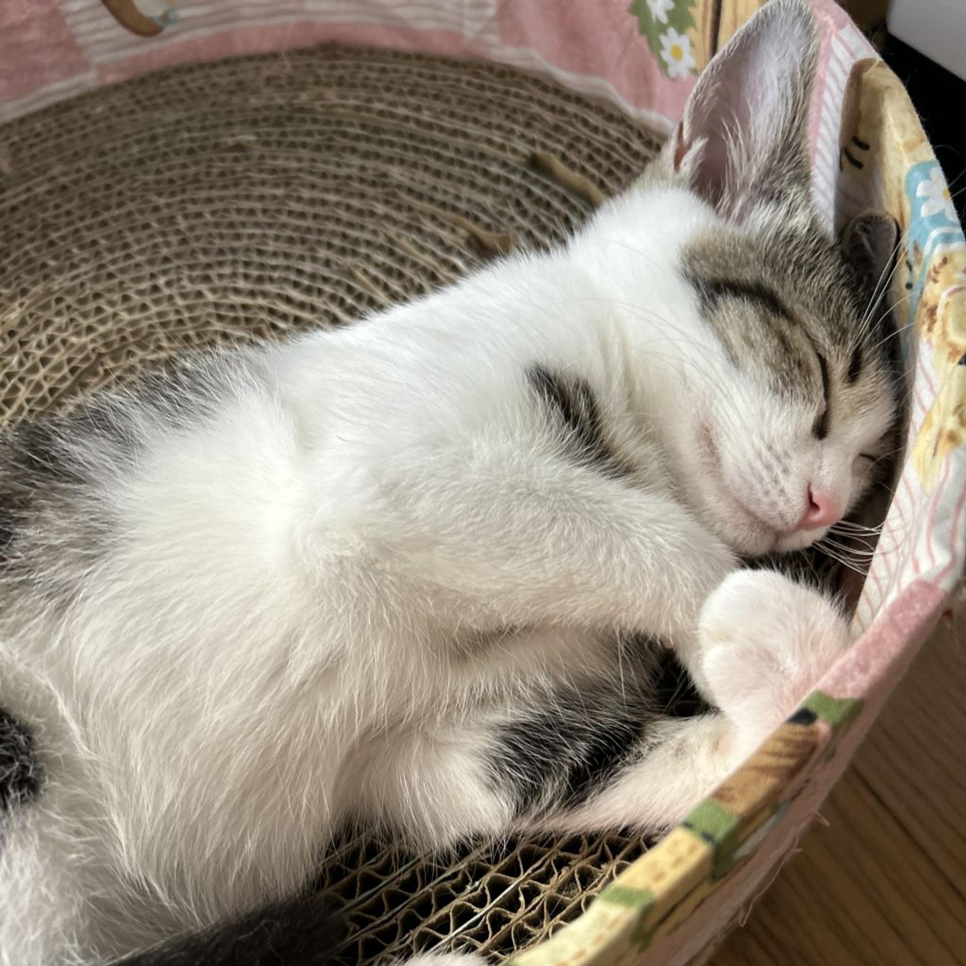 pet-image-4