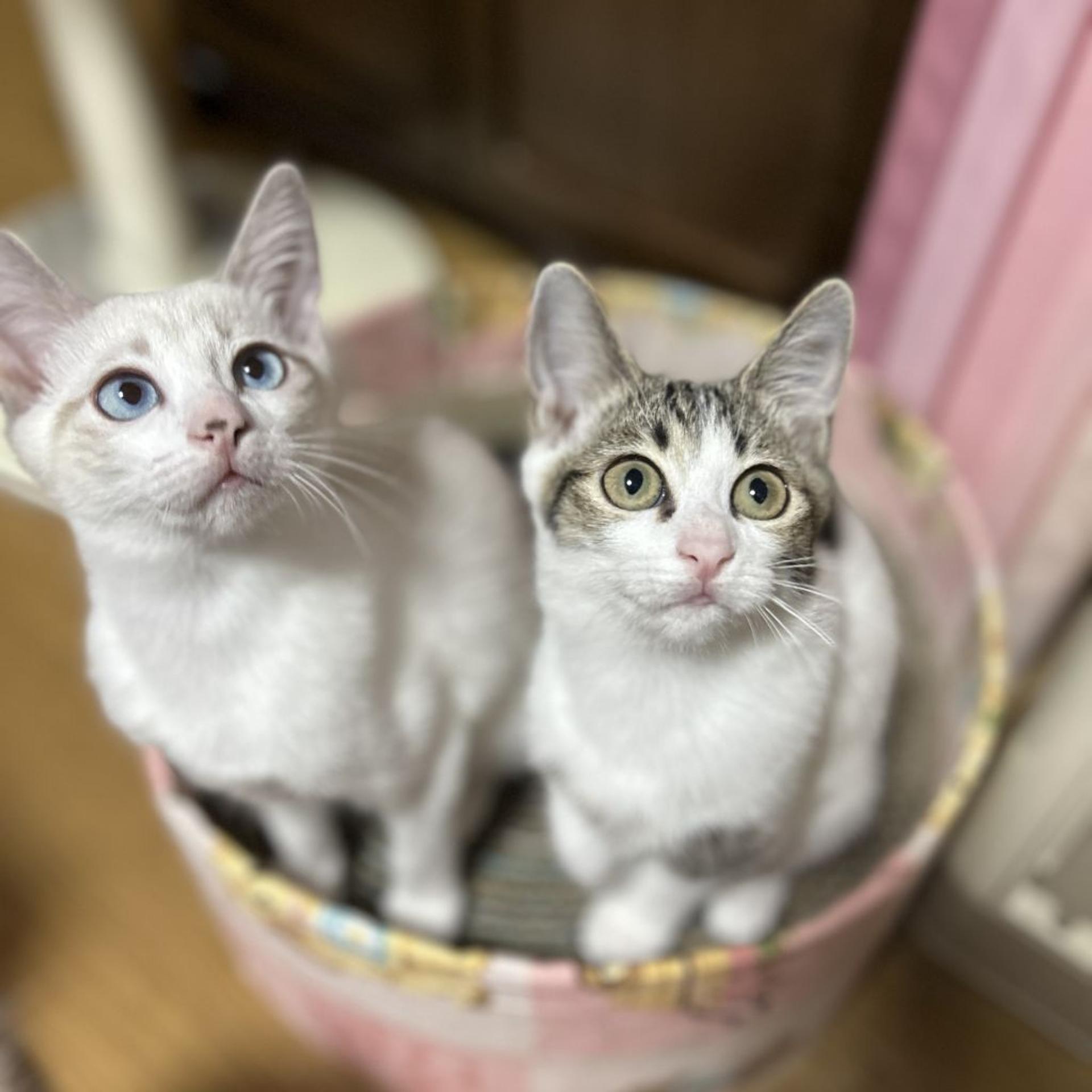 pet-image-5