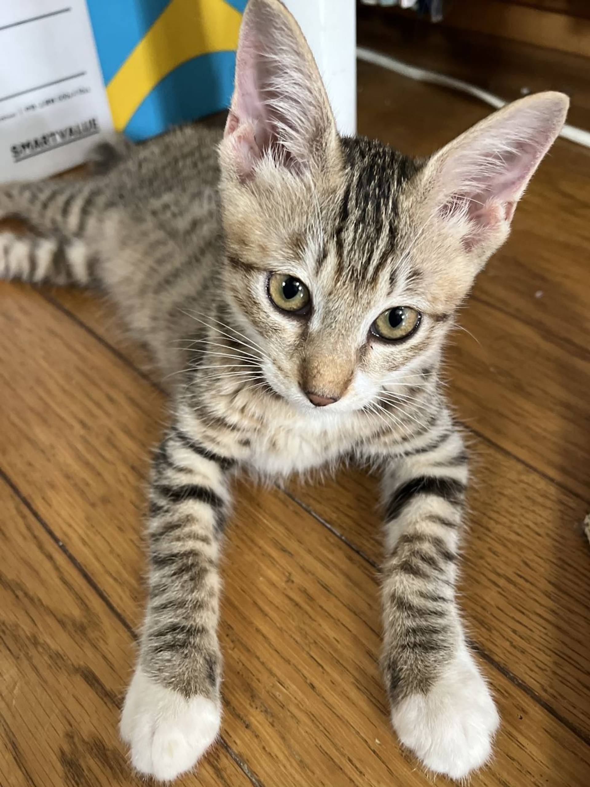 雑種（ミックス猫）・オスの里親募集の写真