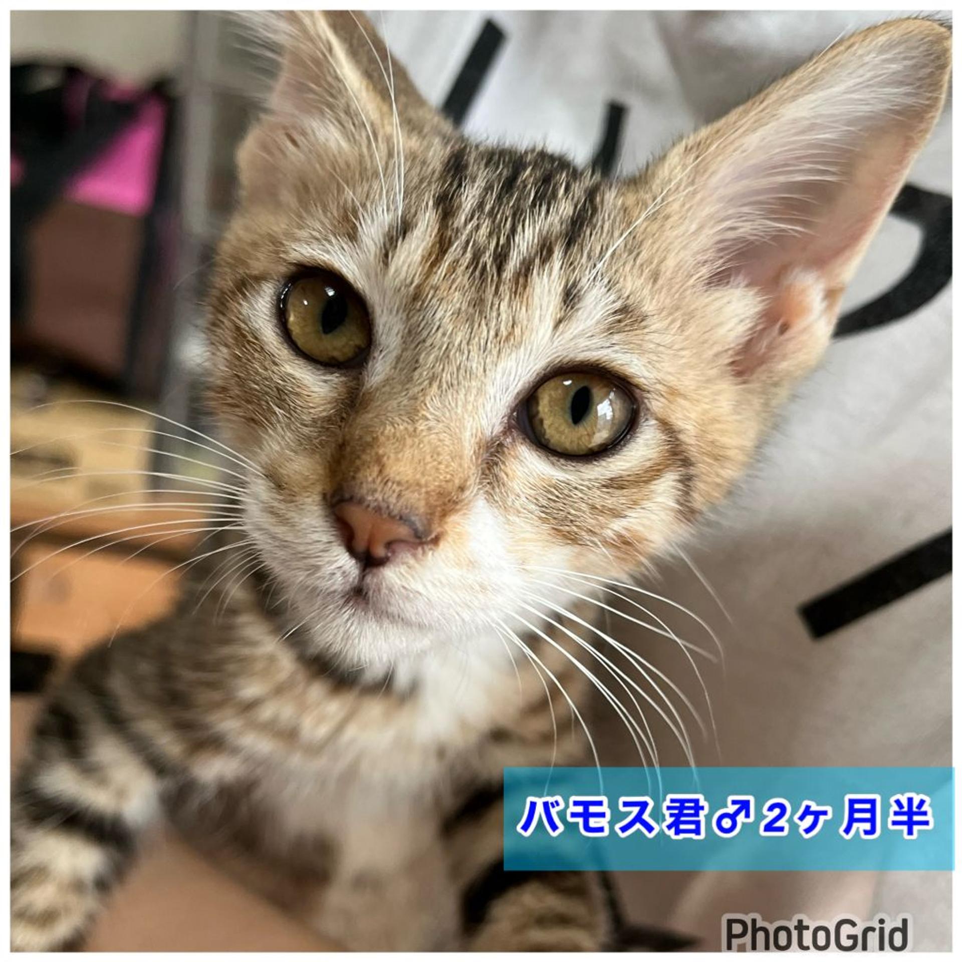 pet-image-4