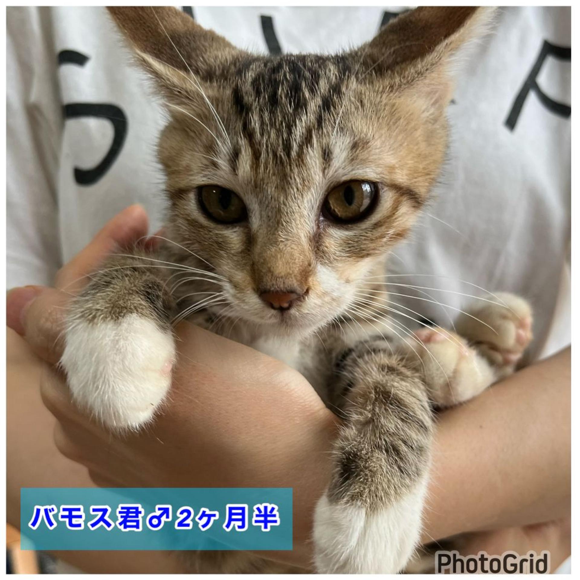 pet-image-5