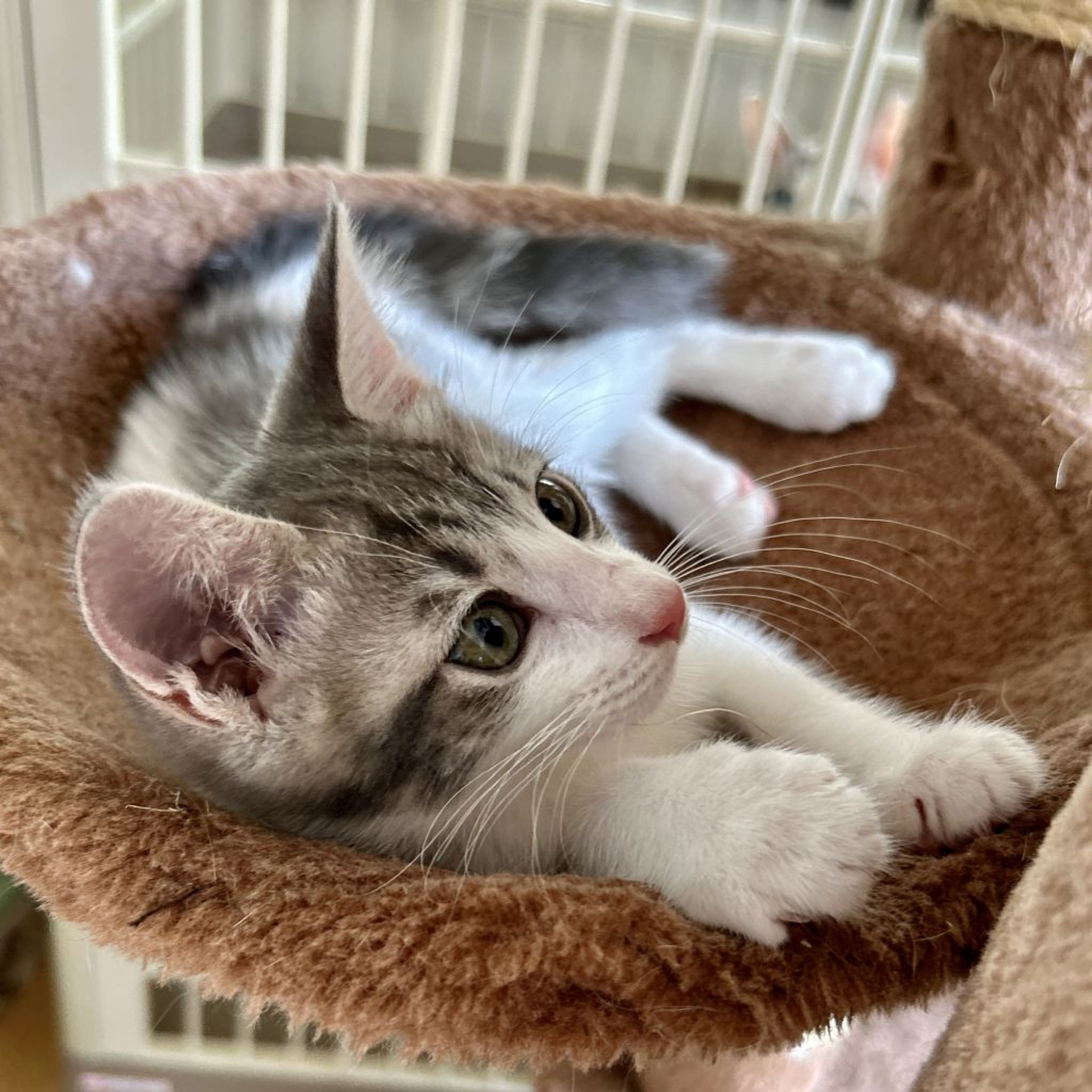 pet-image-3