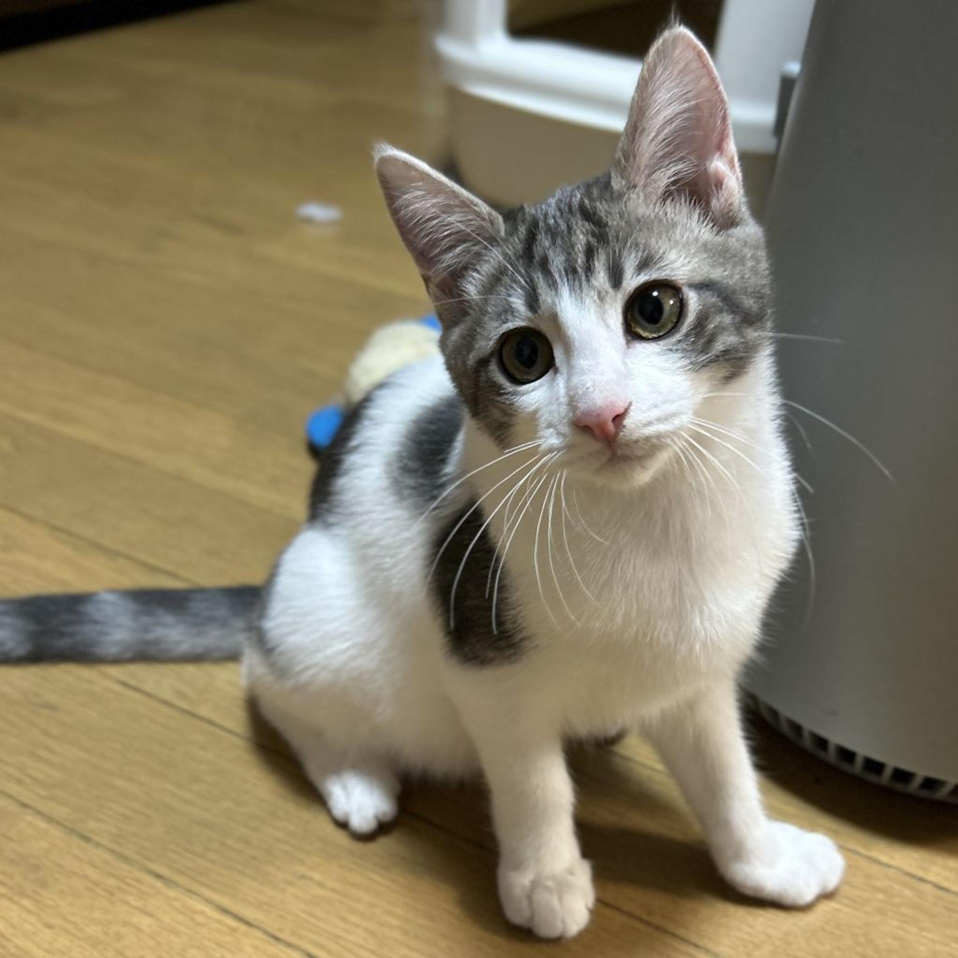 pet-image-5