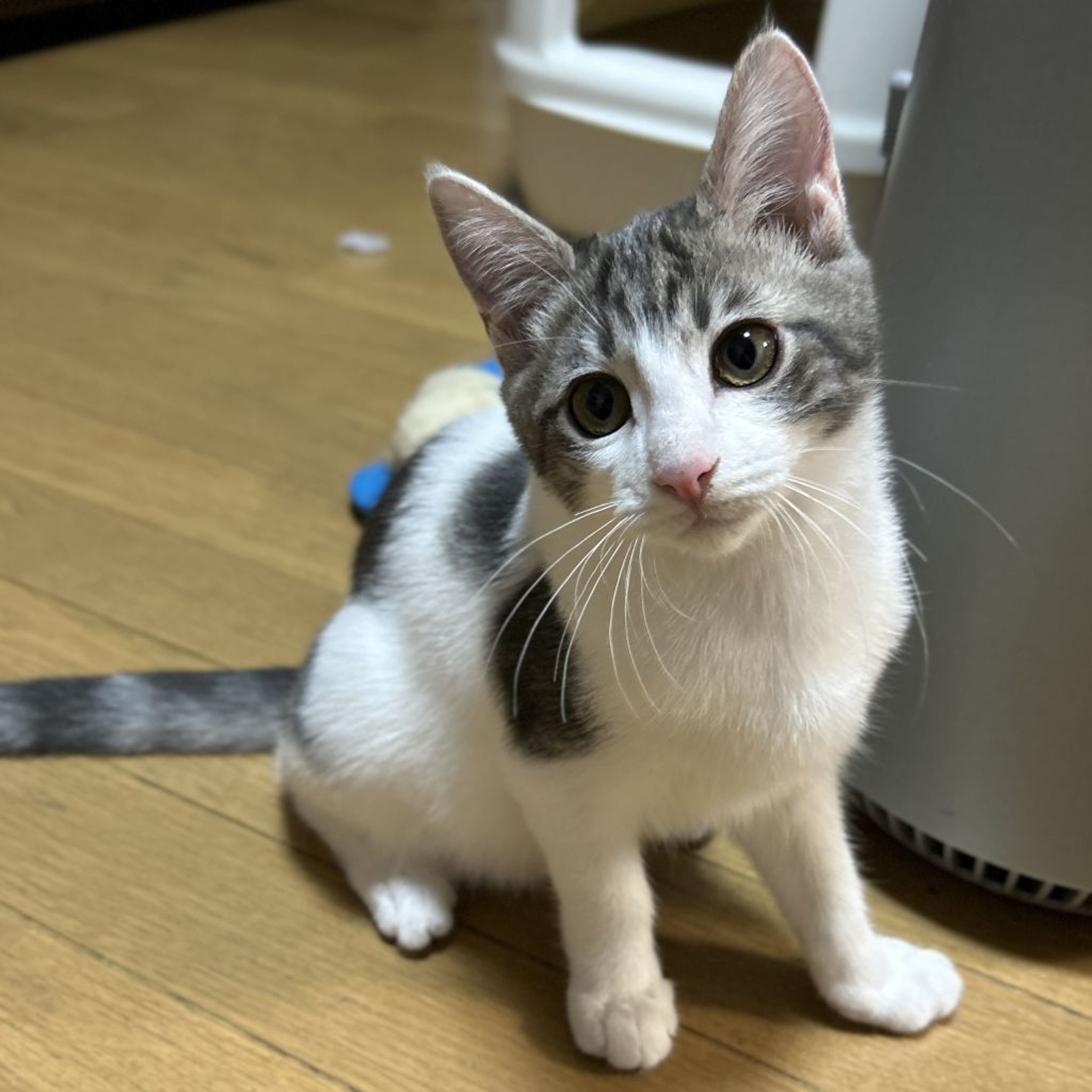 pet-image-5