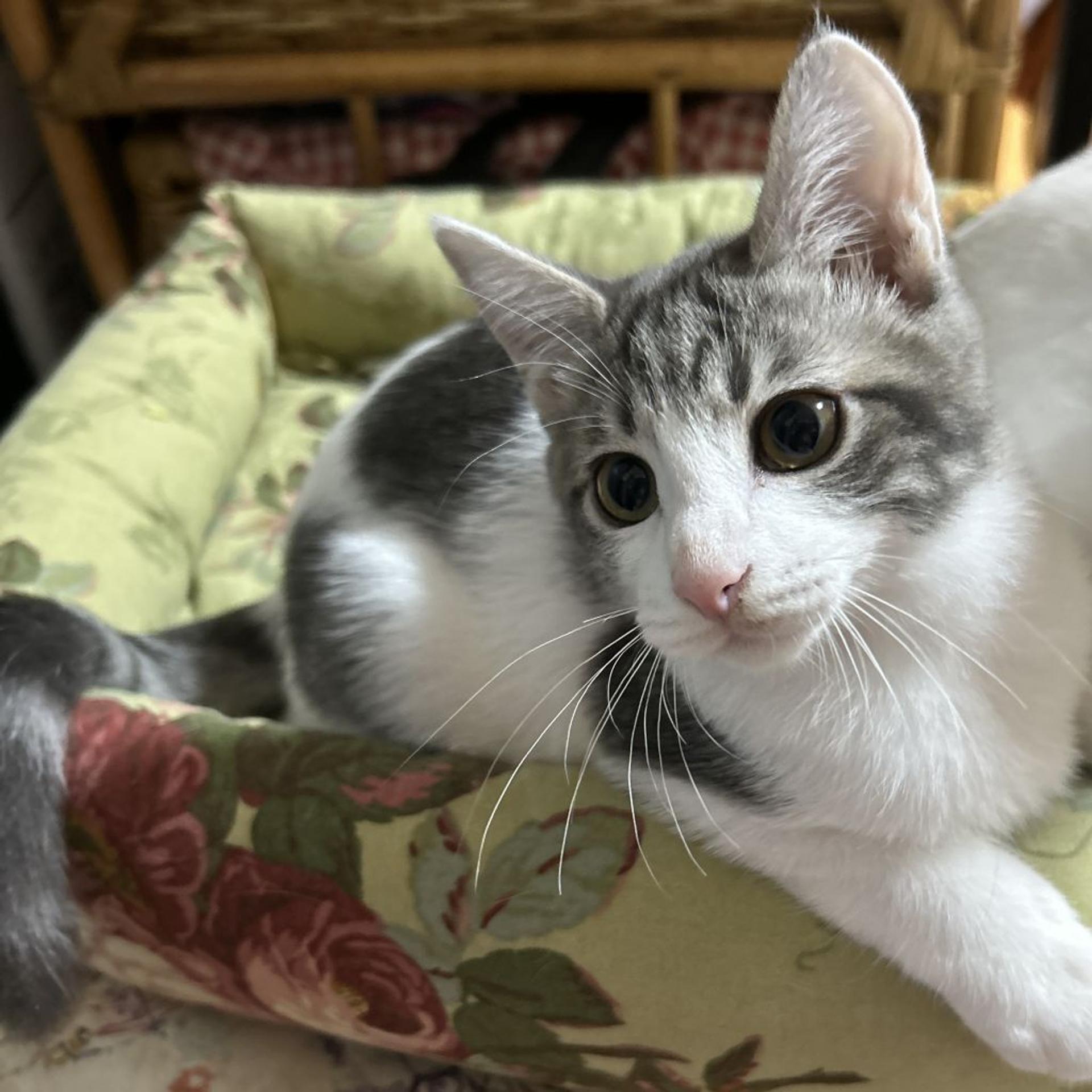 pet-image-6