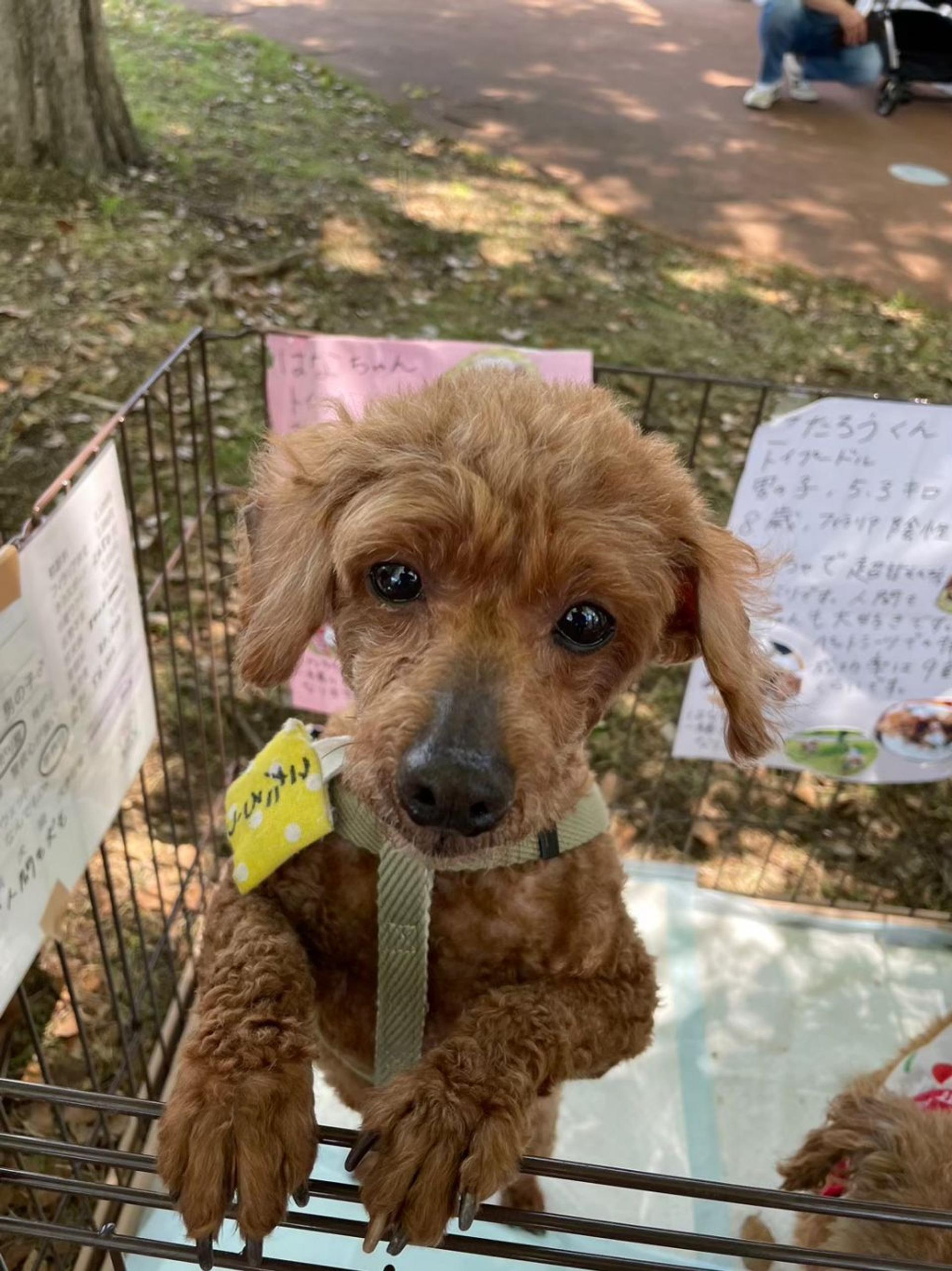 pet-image-2