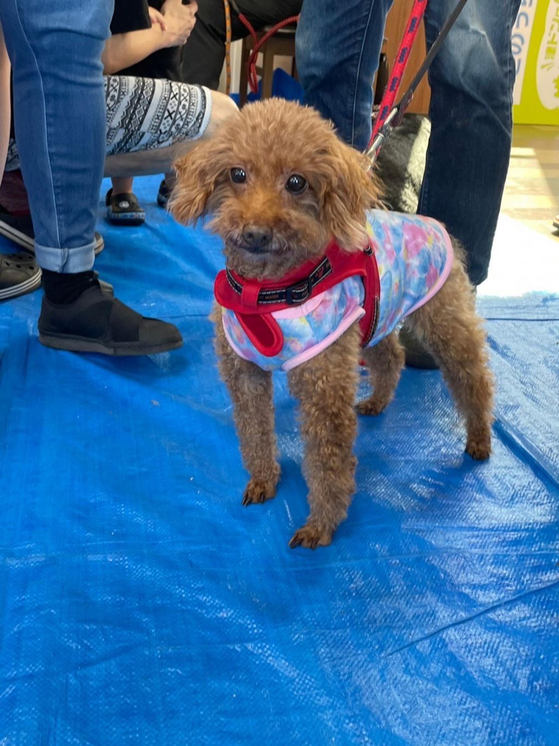 pet-image-3
