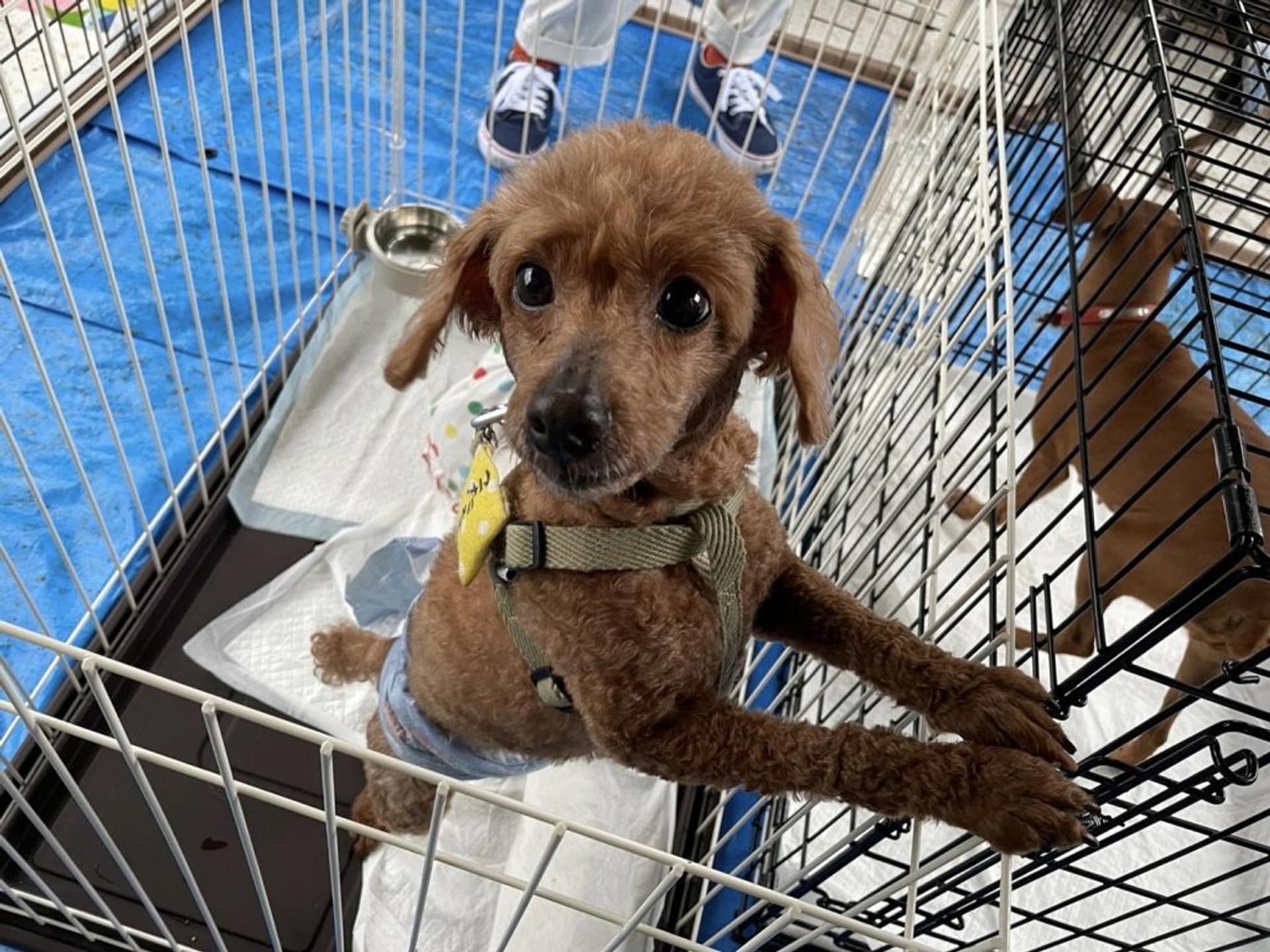 pet-image-4