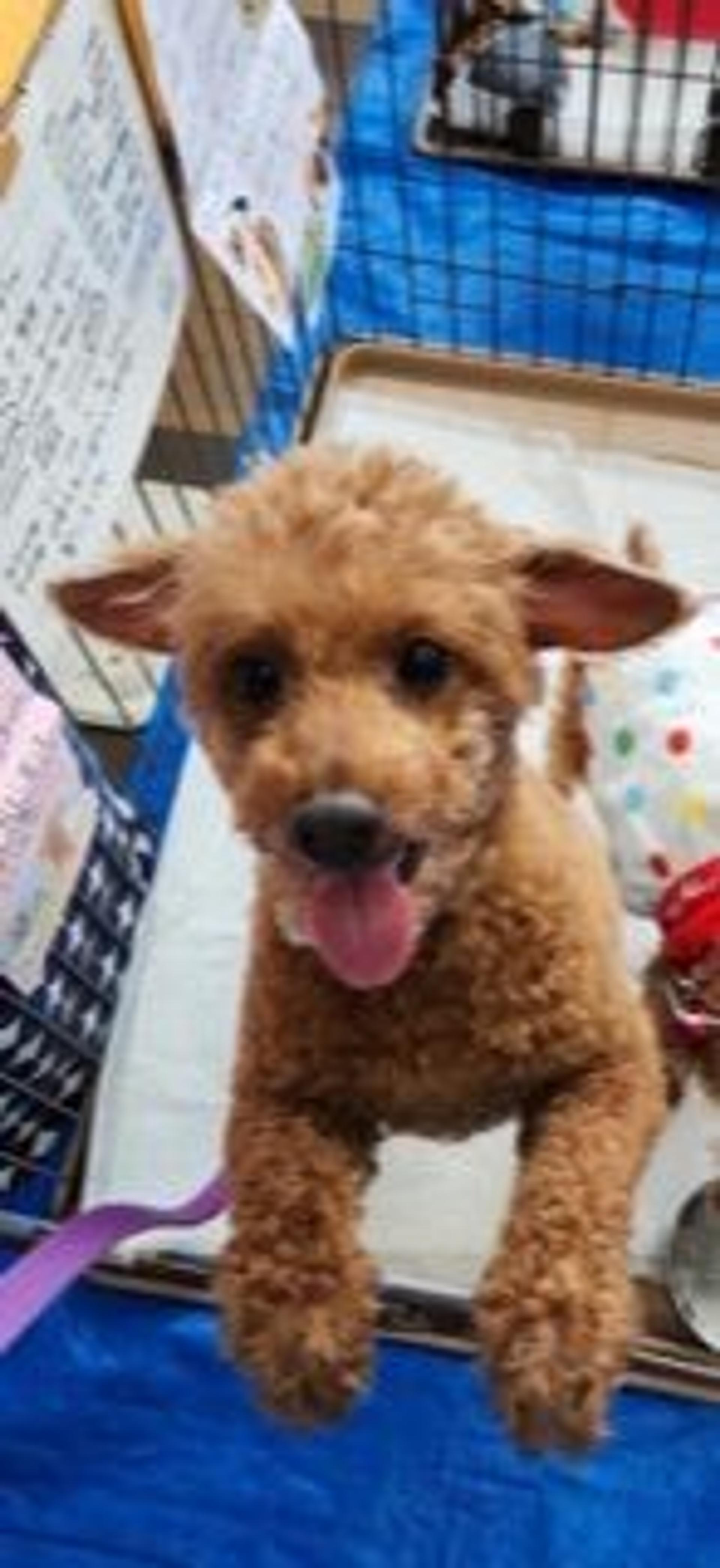 pet-image-5