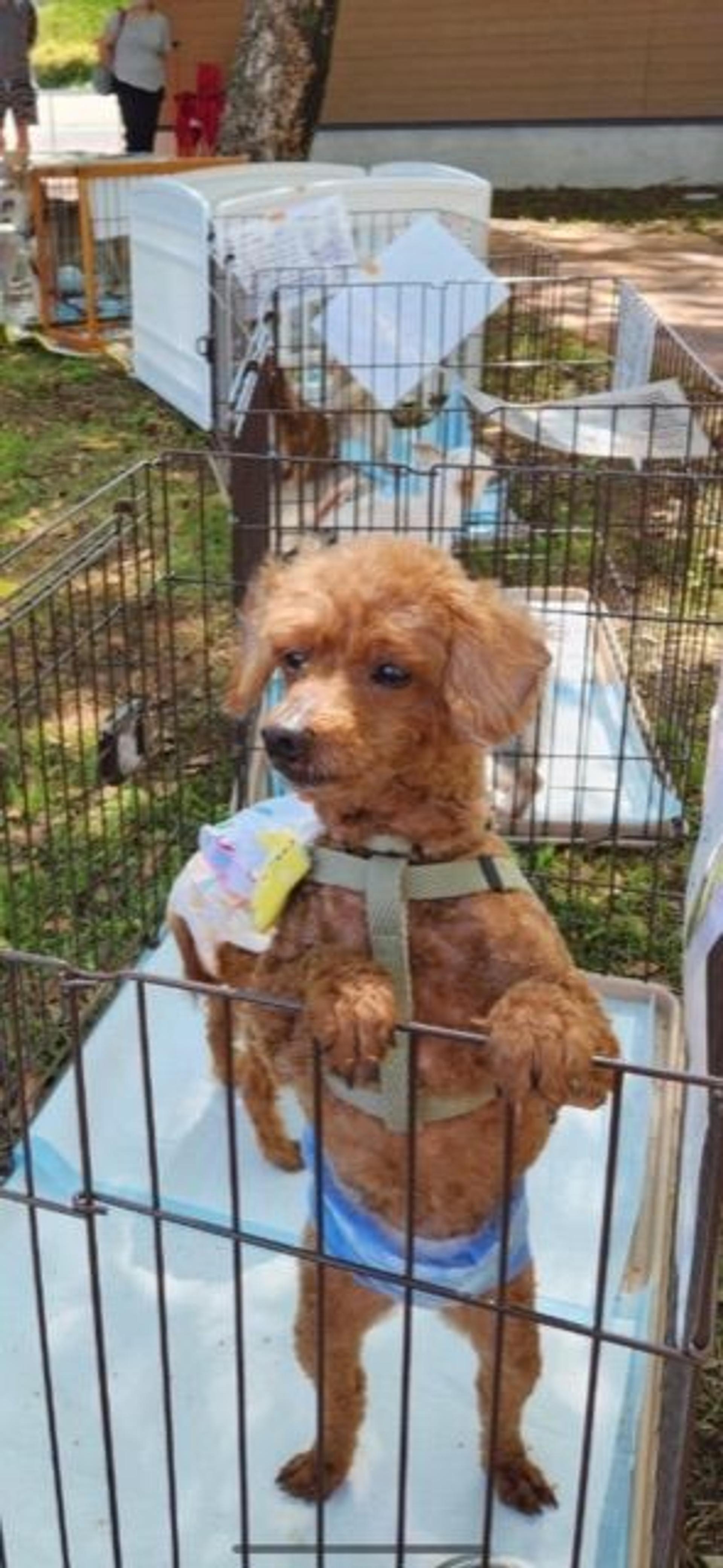 pet-image-6