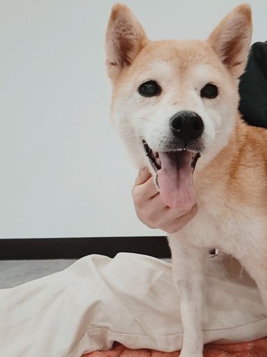 トレメインの写真