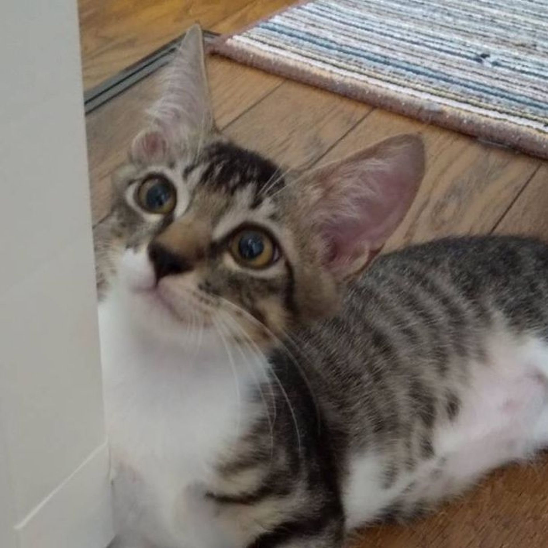 日本猫・メスの里親募集の写真
