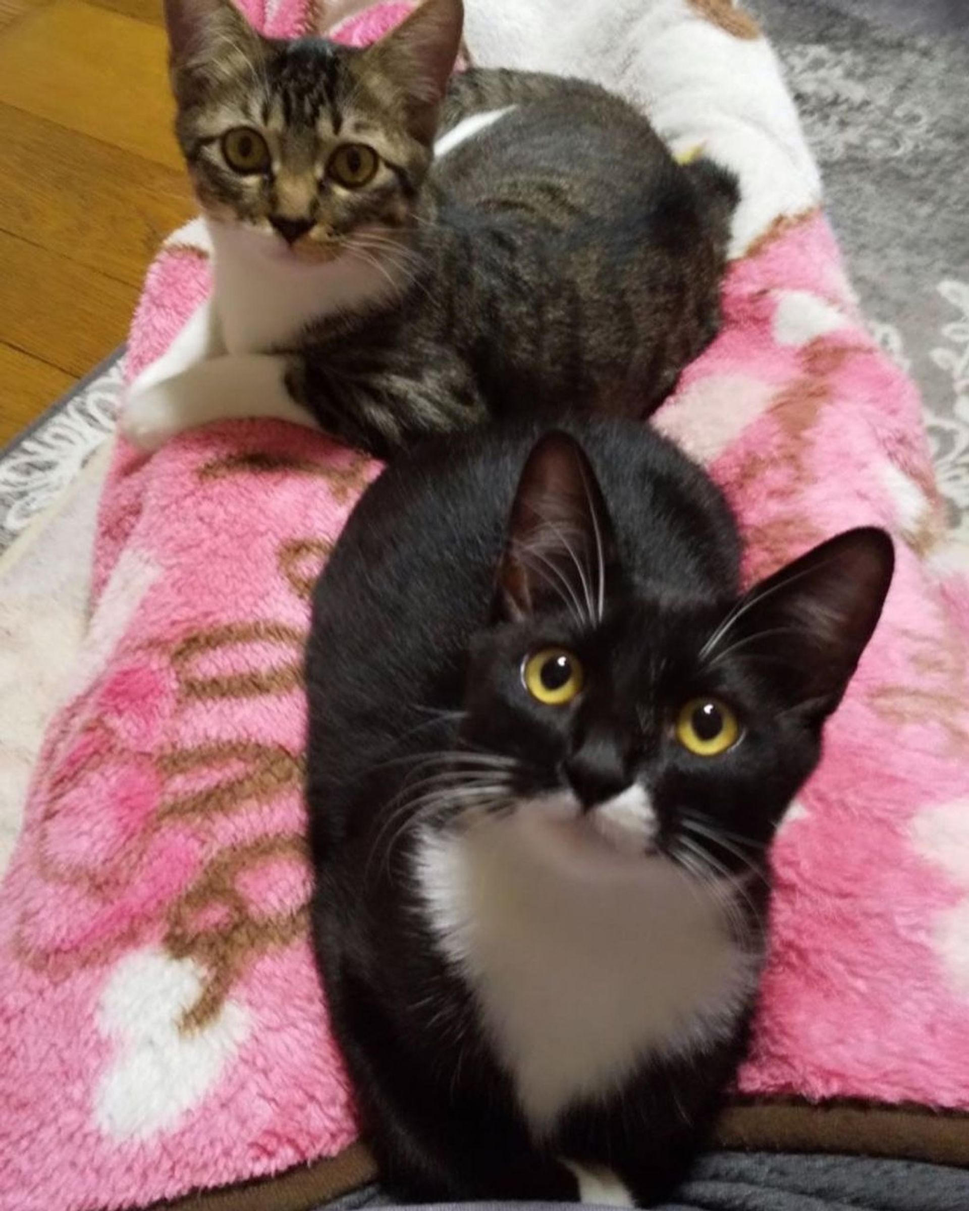 日本猫・メスの里親募集の写真